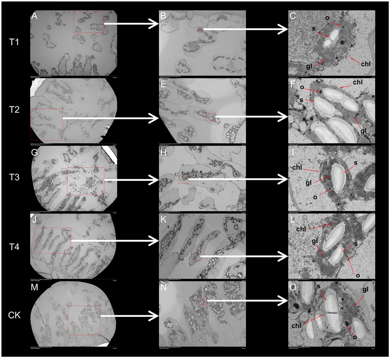 Microscopic images are arranged in multiple panels labeled T1, T2, T3, T4, and CK, each with three sub-images. Each row shows a progression of magnification from left to right, highlighting detailed cellular structures. Labels such as “chl” for chloroplast, “gl” for granules, “s” for starch, and “o” are marked in the third column images. The sequence illustrates structural differences under various conditions.
