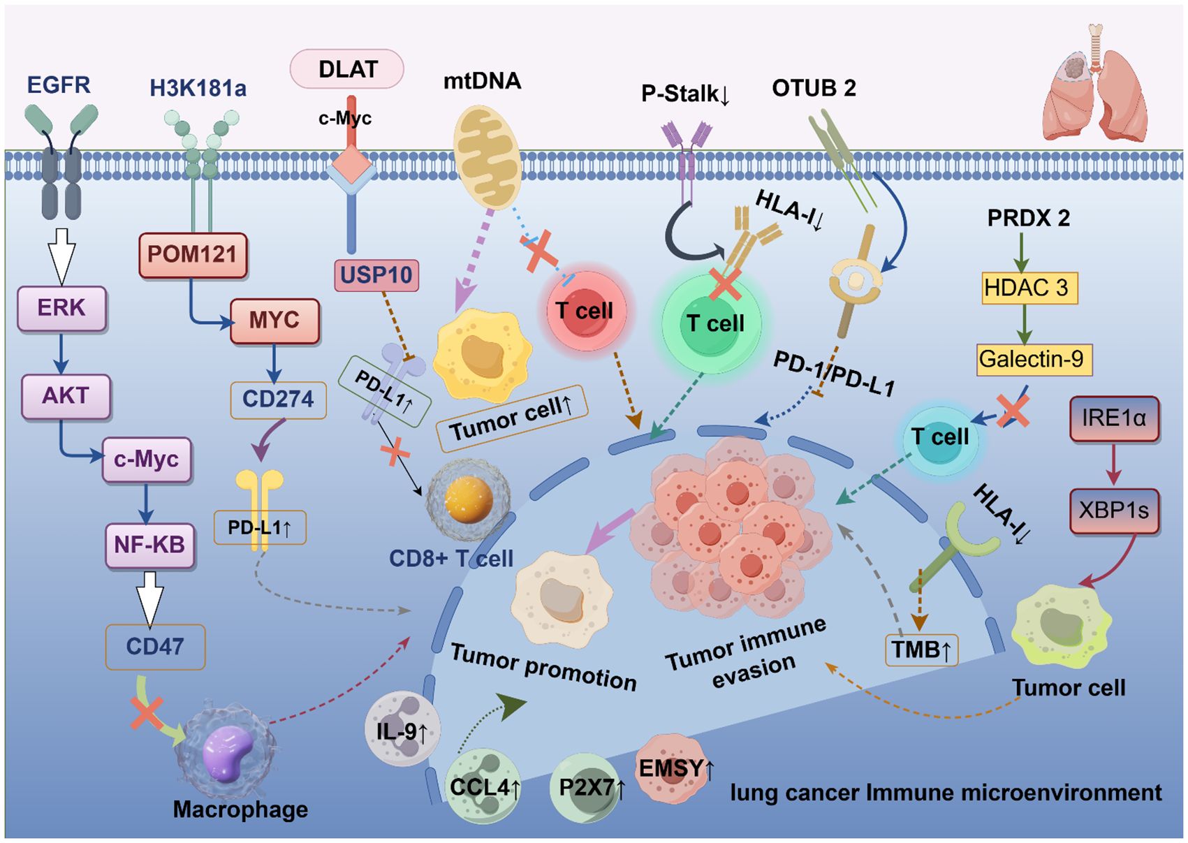 Diagram of the lung cancer immune microenvironment highlighting interactions involving proteins such as EGFR, MYC, and pathways like ERK/AKT. It shows processes like tumor promotion and immune evasion involving T cells and macrophages, with references to elements like PD-L1 and HLA-I.