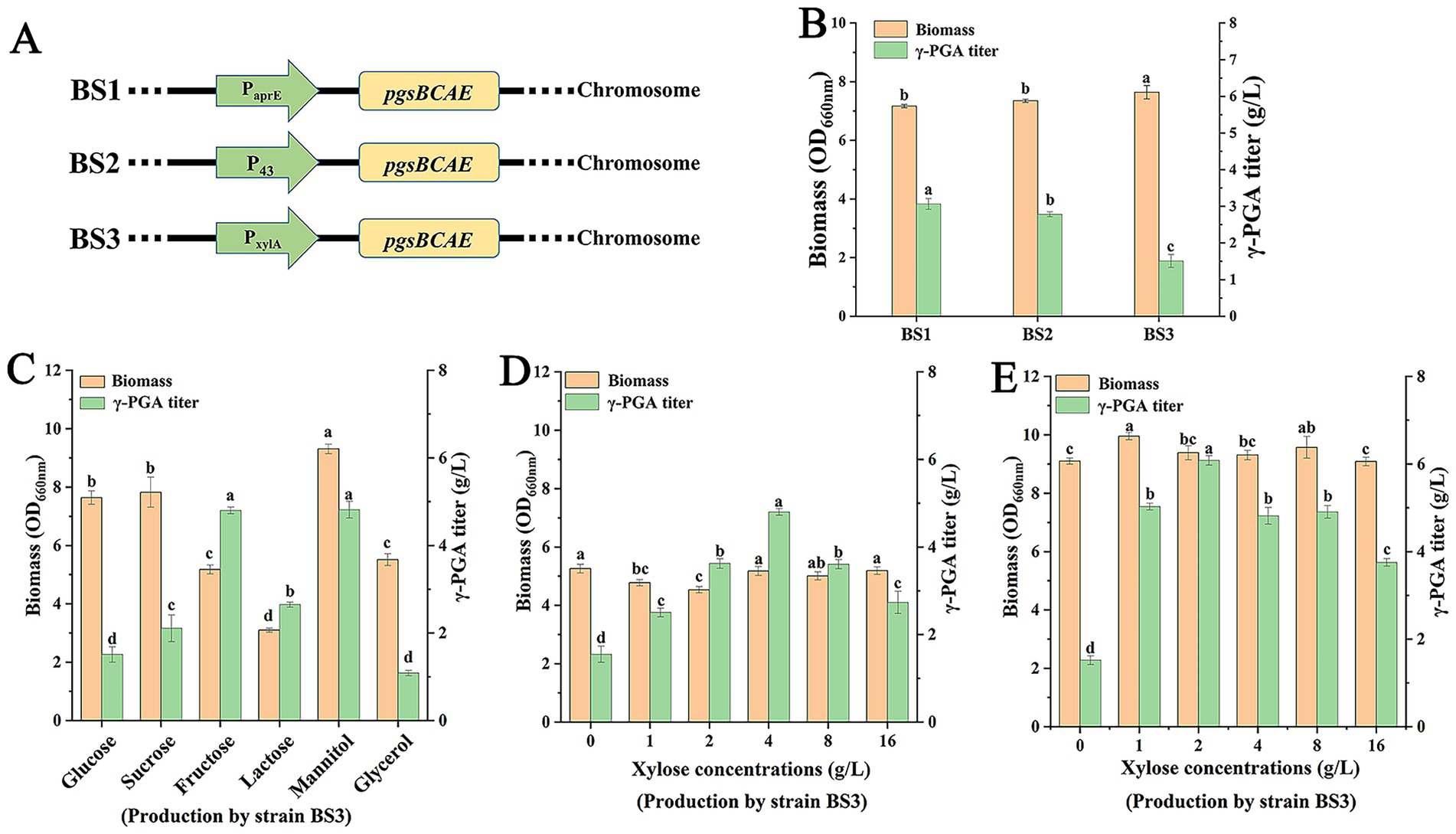 Diagram showing strains constructs and γ-PGA production analysis. (A) Schematic representation of stains BS1, BS2, BS3, in which promoters PaprE, P₄₃, and PxylA were integrated with pgsBCAE on the chromosome. (B) Biomass (orange) and γ-PGA titer (green) of strains BS1, BS2, BS3. (C) Biomass and γ-PGA titer of strain BS3 under different carbon sources. (D, E) Biomass and γ-PGA titer of strain BS3 when cultured with fructose (D) or mannitol (E) as the carbon source. Error bars and letter annotations indicate statistical differences.