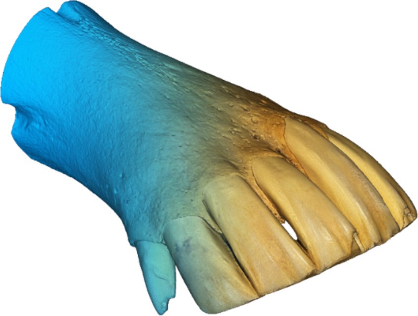 3D rendering of a hoof, displaying a smooth gradient from blue to tan. The structure and texture of the hoof are detailed, showing individual segments and natural imperfections.