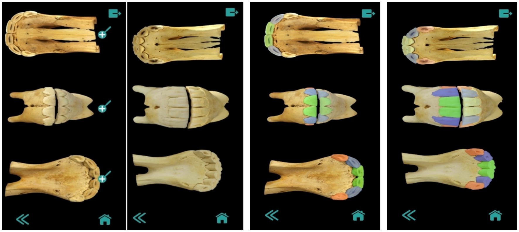 Views of a skull with the upper jaw and teeth in different orientations. The second and fourth columns show teeth colored in sections to highlight different regions. They illustrate anatomical features with annotations.
