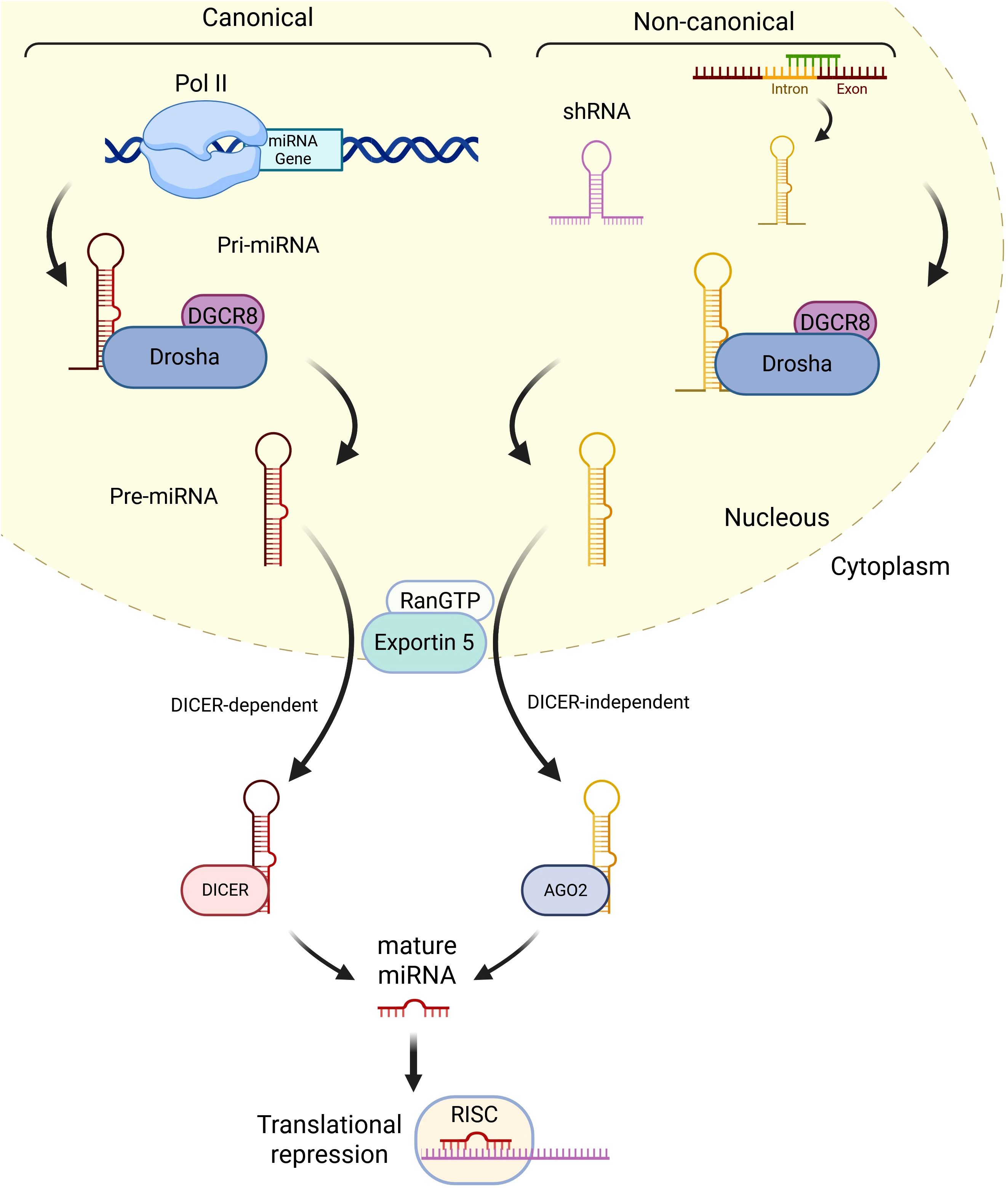 Diagram showing miRNA processing pathways. The canonical pathway starts with primary miRNA transcription by Pol II, processed by Drosha and DGCR8 into pre-miRNA, exported by Exportin 5, and diced by DICER. The non-canonical pathway involves shRNA, processed without DICER, by AGO2. Both pathways lead to mature miRNA, which associates with RISC for translational repression. The process involves nucleus and cytoplasm elements.