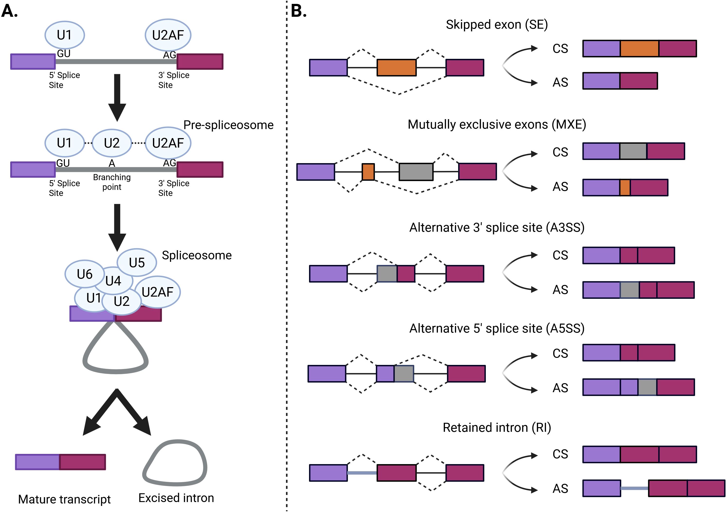 Diagram illustrating splicing mechanisms. Panel A shows the formation of the spliceosome in three stages: pre-spliceosome with U1, U2, and U2AF binding to splice sites and branching point, followed by the complete spliceosome with additional U4, U5, and U6, leading to a mature transcript and excised intron. Panel B depicts alternative splicing events: skipped exon, mutually exclusive exons, alternative 3' splice site, alternative 5' splice site, and retained intron, illustrating changes between constitutive and alternative splicing outcomes.