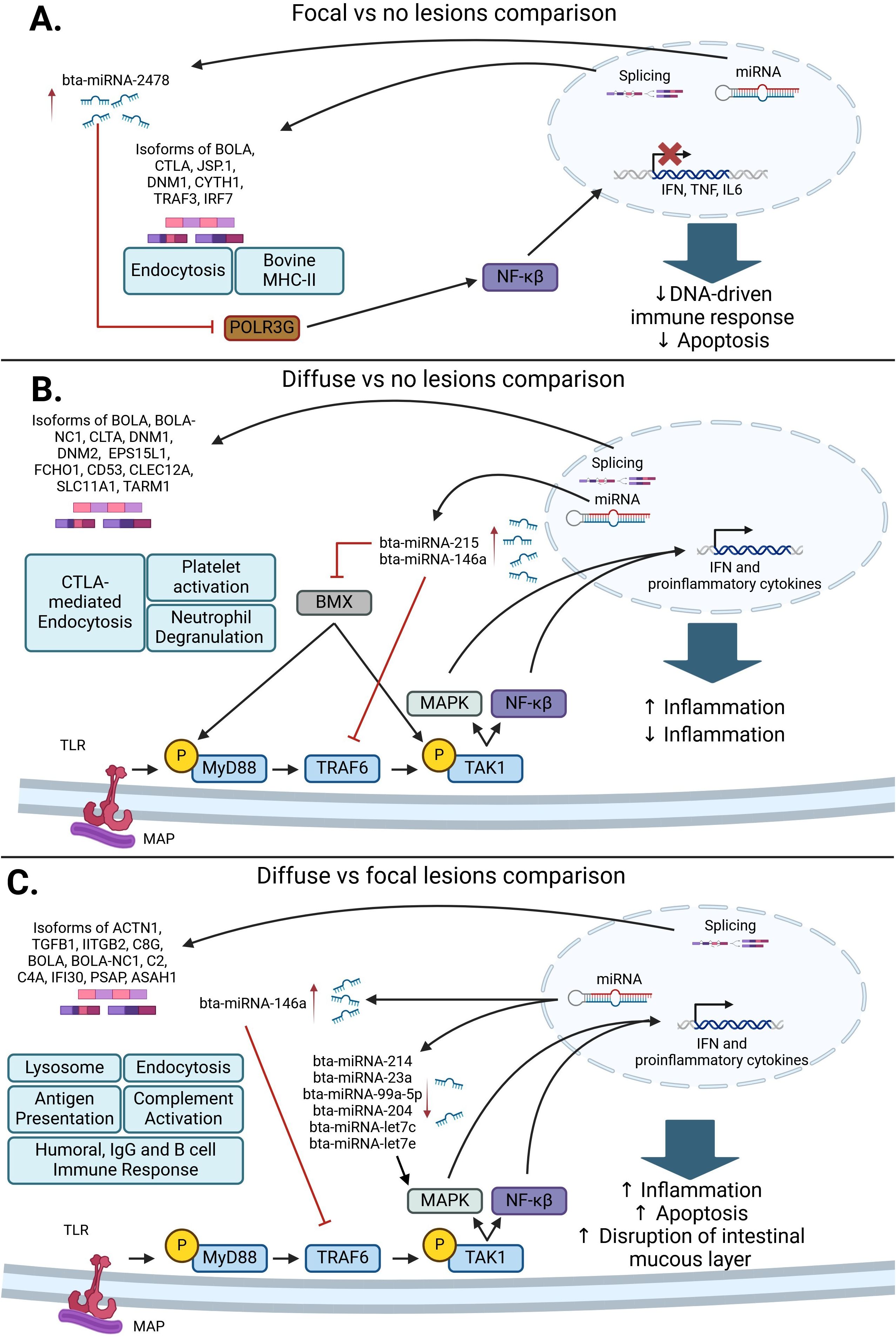 Flowcharts compare molecular pathways in three scenarios: Focal vs. No Lesions (A), Diffuse vs. No Lesions (B), and Diffuse vs. Focal Lesions (C). Each highlights interactions between miRNA, NF-ÎşB signaling, splicing, and inflammation responses, showing variations in immune and apoptotic processes.