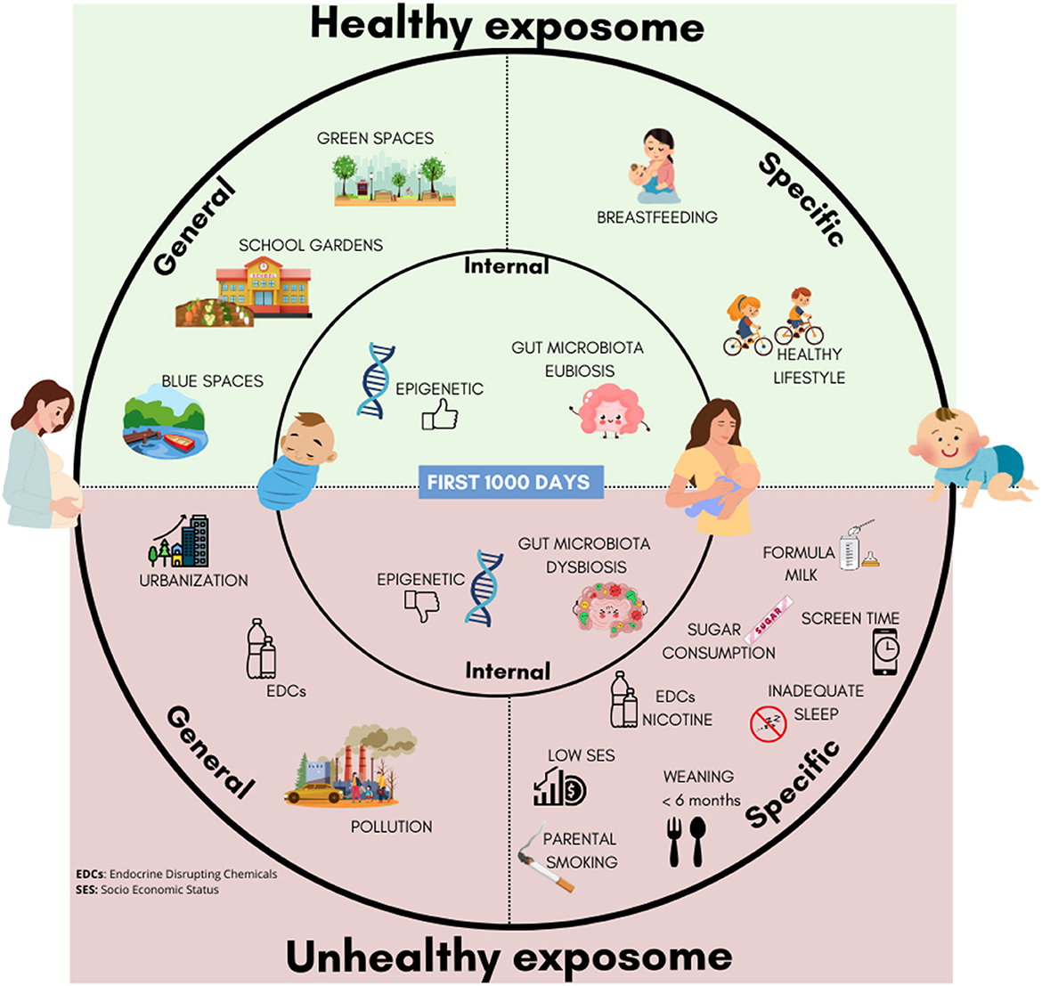 Diagram illustrating factors influencing the exposome during the first 1000 days of life. The circle is divided into ”Healthy exposome“ and ”Unhealthy exposome“ sections, each with ”General“ and ”Specific“ domains. Healthy includes green spaces, school gardens, blue spaces, breastfeeding, healthy lifestyle, and gut microbiota eubiosis. Unhealthy features urbanization, endocrine-disrupting chemicals (EDCs) exposure, pollution, parental smoking, gut microbiota dysbiosis, high sugar consumption, inadequate sleep, screen time habits, and inadequate weaning practices. The ”Internal“ domain highlights the biological responces arising from exposure to external domain factors, as well as the interactions among different exposures.