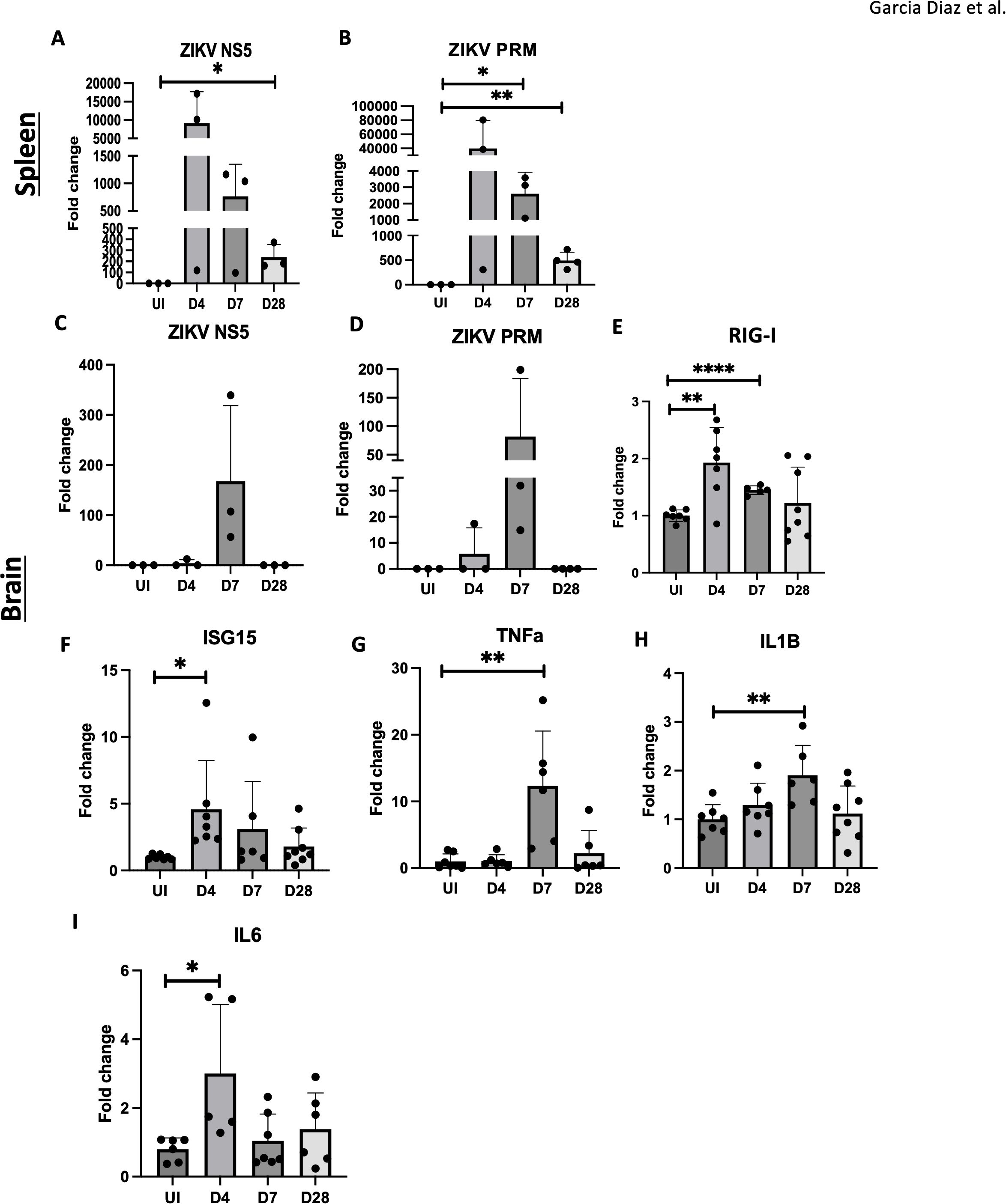 Bar graphs illustrate the fold change of specific markers in the spleen and brain over different days (UI, D4, D7, D28). Spleen markers depicted are ZIKV NS5 and ZIKV PRM, with significant changes indicated. Brain markers include ZIKV NS5, ZIKV PRM, RIG-I, ISG15, TNFa, IL1B, and IL6, each showing varying degrees of change and statistical significance over time. Error bars indicate variability, and asterisks denote levels of statistical significance.