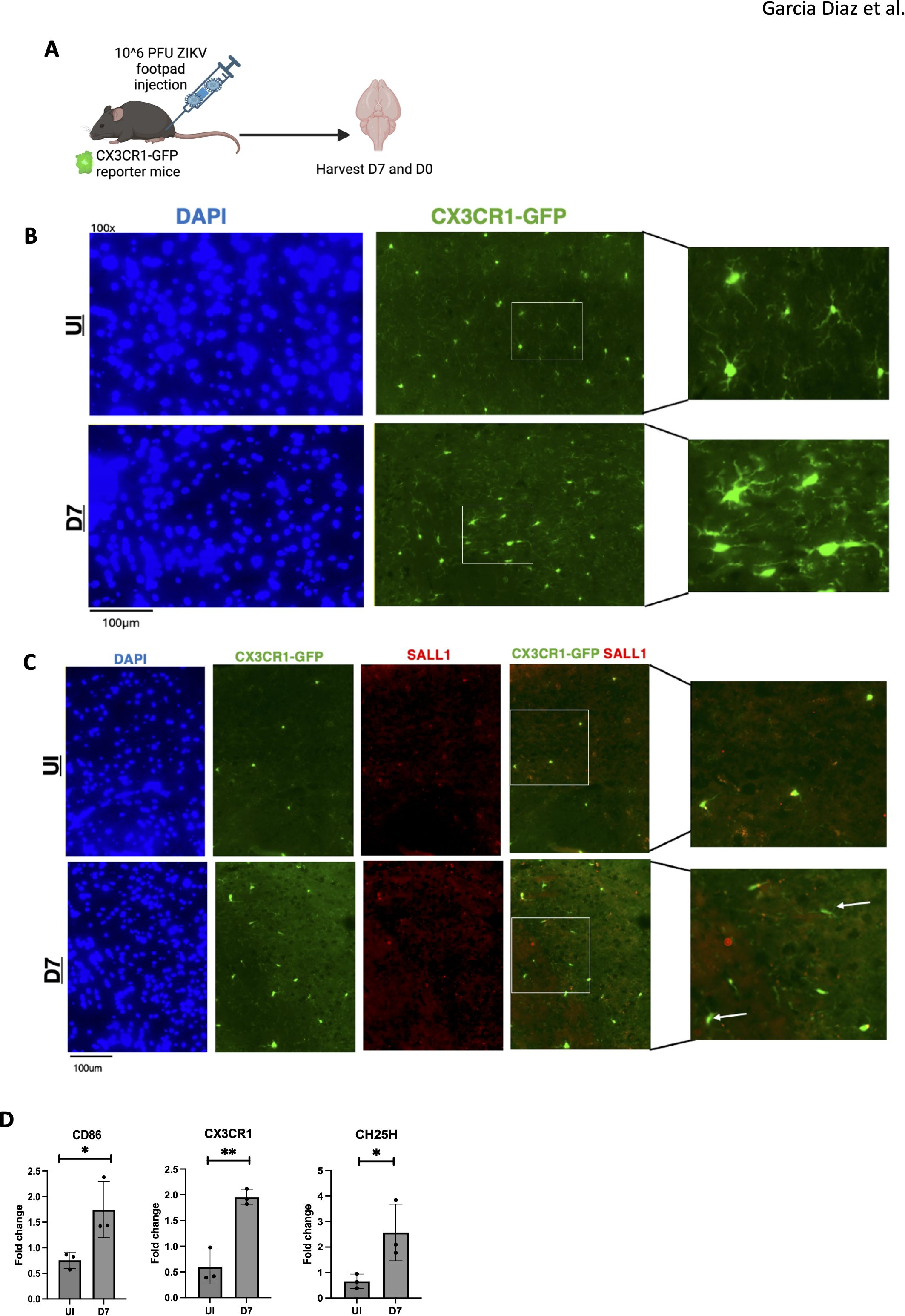 Diagram showing an experiment with mice injected with ZIKV. Panel A illustrates the injection procedure. Panel B shows DAPI and CX3CR1-GFP staining in UI and D7 samples, highlighting green fluorescence. Panel C displays SALL1 staining alongside CX3CR1-GFP, with merged images showing colocalization in green and red. Panel D presents bar graphs depicting fold changes in CD86, CX3CR1, and CH25H expression between UI and D7, indicating statistical significance with asterisks.