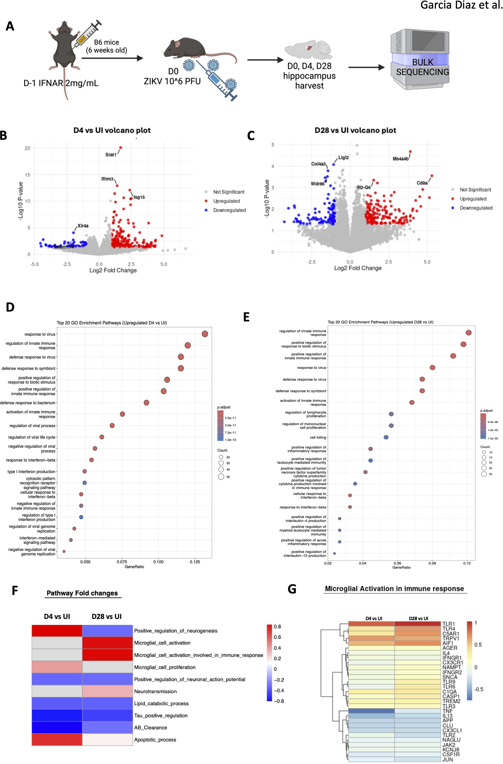 Schematic diagram and multiple plots detailing a study on mouse brain analysis post-Zika virus (ZIKV) infection. (A) Diagram shows the experimental process involving mice injected with ZIKV, hippocampus harvesting, and bulk sequencing. (B-C) Volcano plots depict gene expression changes at days 4 and 28 post-infection, highlighting upregulated and downregulated genes. (D-E) Dot plots show top 20 gene ontology enrichment pathways with upregulated genes on days 4 and 28. (F) Heatmap illustrates pathway fold changes, comparing different biological processes. (G) Heatmap displays microglial activation in immune response at days 4 and 28.