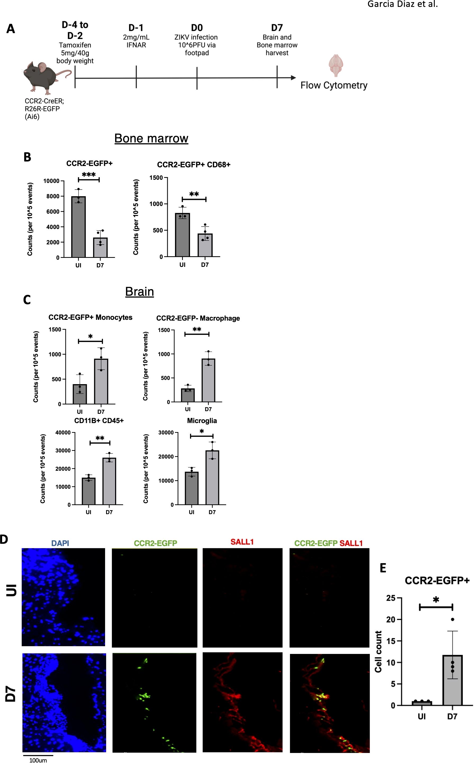 Experimental timeline and results from a study on ZIKV infection. Panel A shows a timeline of treatments and events from day -4 to 7, using a mouse model. Panels B and C present bar graphs of cell counts from bone marrow and brain, respectively, comparing various cell markers between uninfected (UI) and day 7 (D7) post-infection. Both show significant differences. Panel D displays immunofluorescence images showing cell markers DAPI, CCR2-EGFP, and SALL1 at different stages. Panel E has a bar graph comparing CCR2-EGFP+ cell counts, showing significant increase at D7.