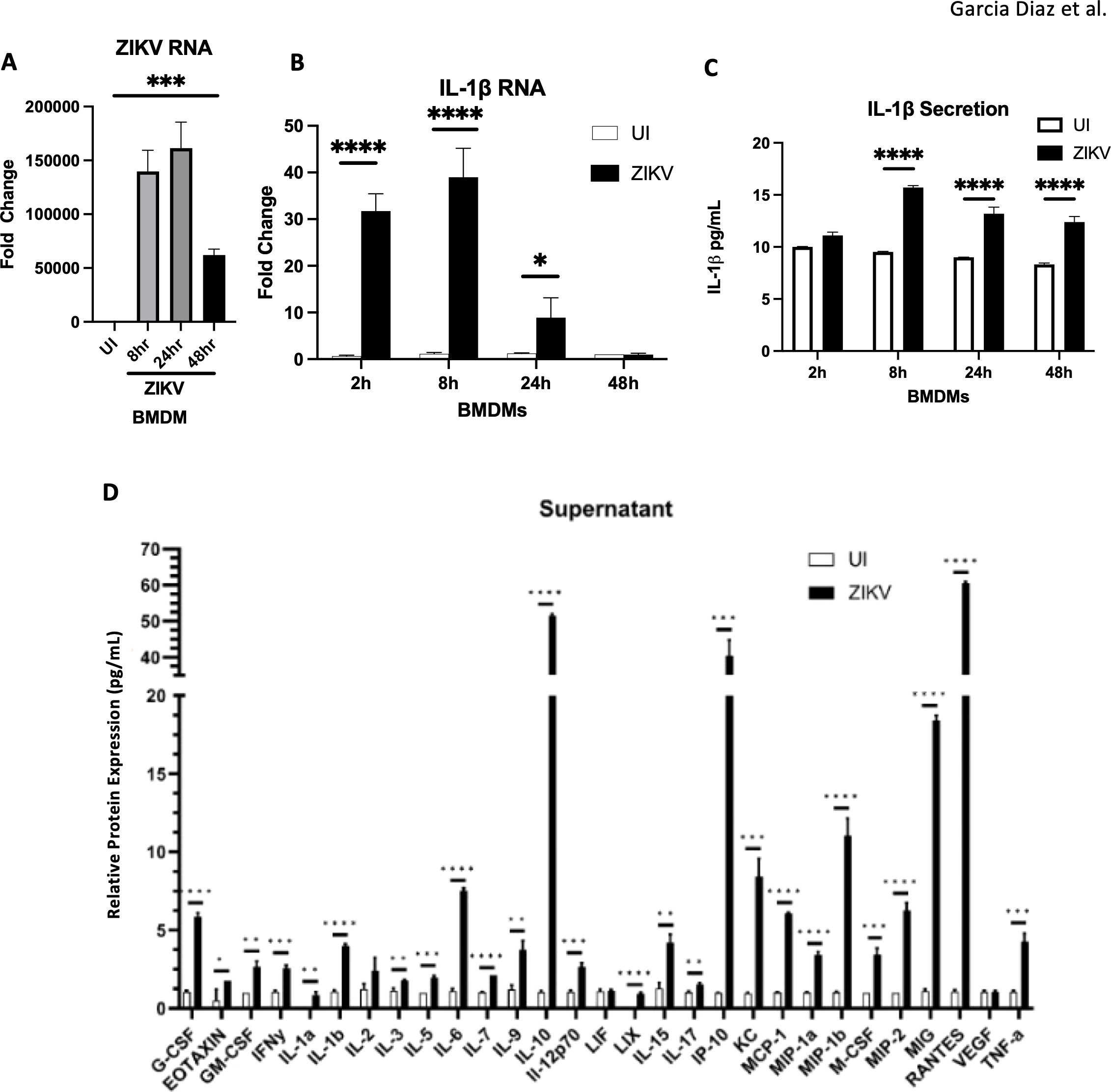 Bar graphs showing the effects of ZIKV on BMDMs. Panel A shows increased ZIKV RNA in infected BMDMs over time. Panel B displays IL-1β RNA fold change with significant increases at 2 and 8 hours post-infection. Panel C depicts IL-1β secretion, also significantly elevated at all time points in infected cells. Panel D illustrates relative protein expression in the supernatant for multiple cytokines, with ZIKV-infected samples significantly higher than uninfected controls for most proteins. Statistical significance is marked with asterisks.