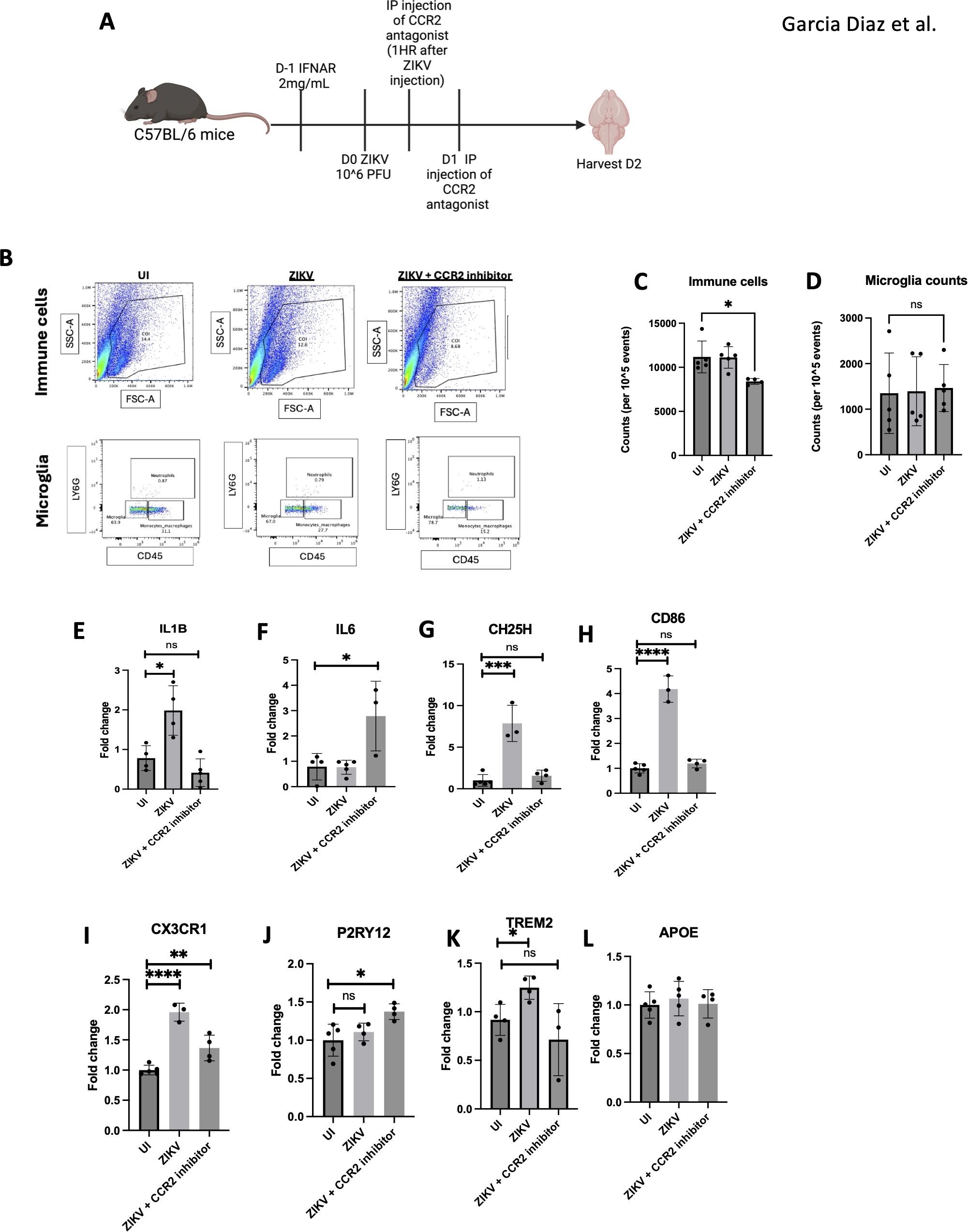 Diagram of a study on C57BL/6 mice. Panel A shows the experimental timeline, with steps including injections of ZIKV, IFNAR, and CCR2 antagonist. Panels B-L depict flow cytometry plots and bar graphs analyzing immune and microglial cell counts, and gene expression changes in IL1B, IL6, CH25H, CD86, CX3CR1, P2RY12, TREM2, and APOE, under different conditions: untreated, ZIKV, and ZIKV with CCR2 inhibitor. Statistical significance is indicated by asterisks, and “ns” denotes non-significance.