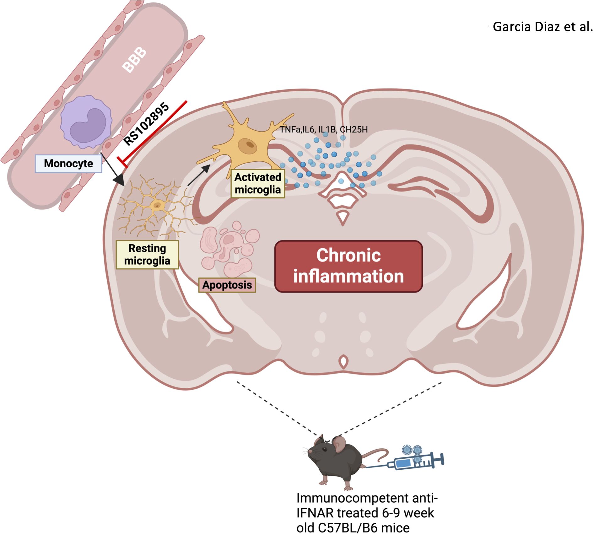 Illustration showing immune processes in the brain, including resting and activated microglia, monocyte interaction with the blood-brain barrier, and chronic inflammation. An arrow points to a mouse labeled “Immunocompetent anti-IFNAR treated 6-9 week old C57BL/6 mice.” Various cytokines like TNFα, IL6, IL1B, CH25H, and the SNP RS102895 are mentioned.