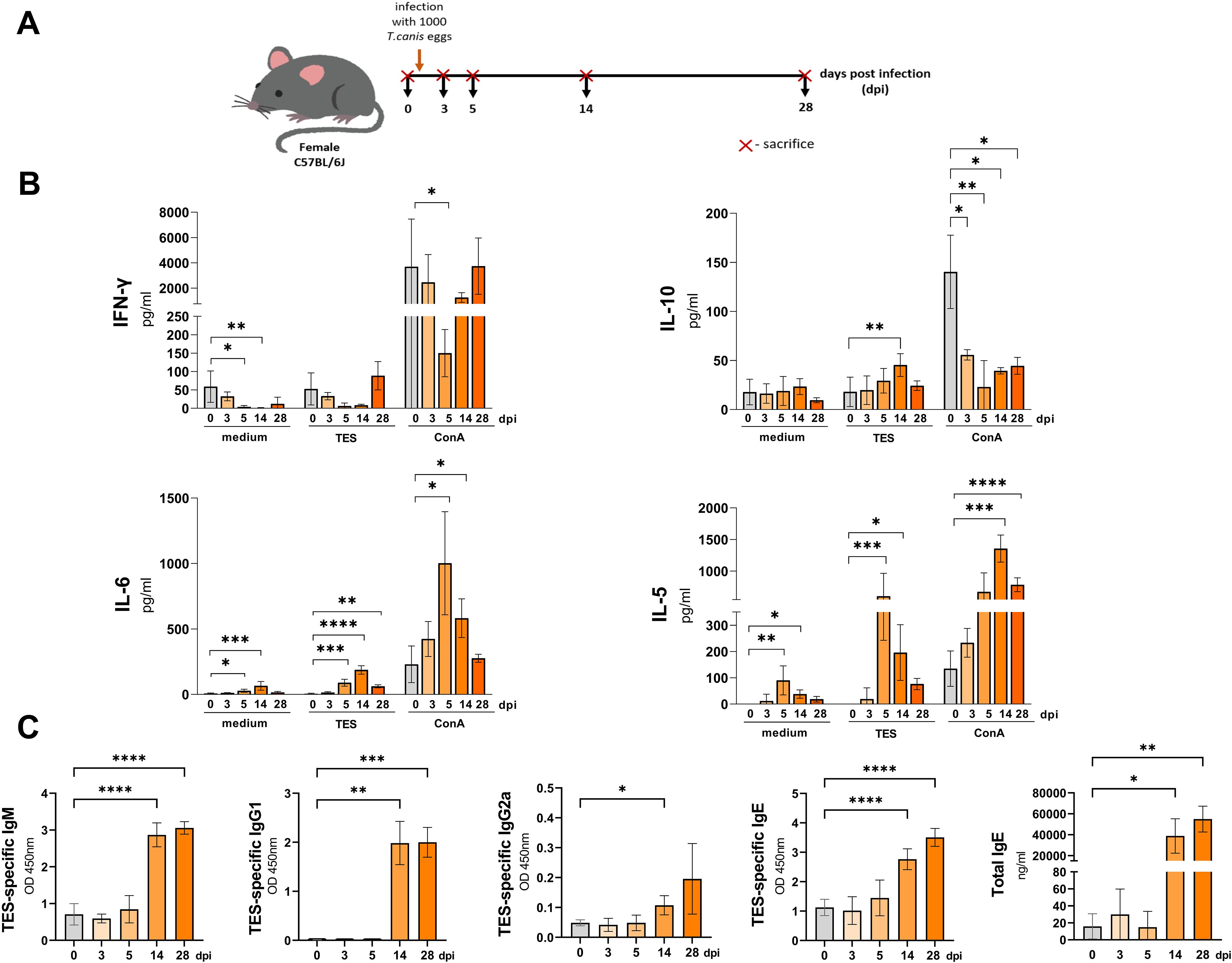 Diagram illustrating a study on female C57BL/6J mice infected with one thousand T. canis eggs, showing timelines for infection and sacrifice. Bar charts display cytokine levels (IFN-γ, IL-10, IL-6, IL-5) and TES-specific antibodies (IgM, IgG1, IgG2a, IgE) at various days post-infection (dpi) under different conditions. Statistical significance is indicated by asterisks.