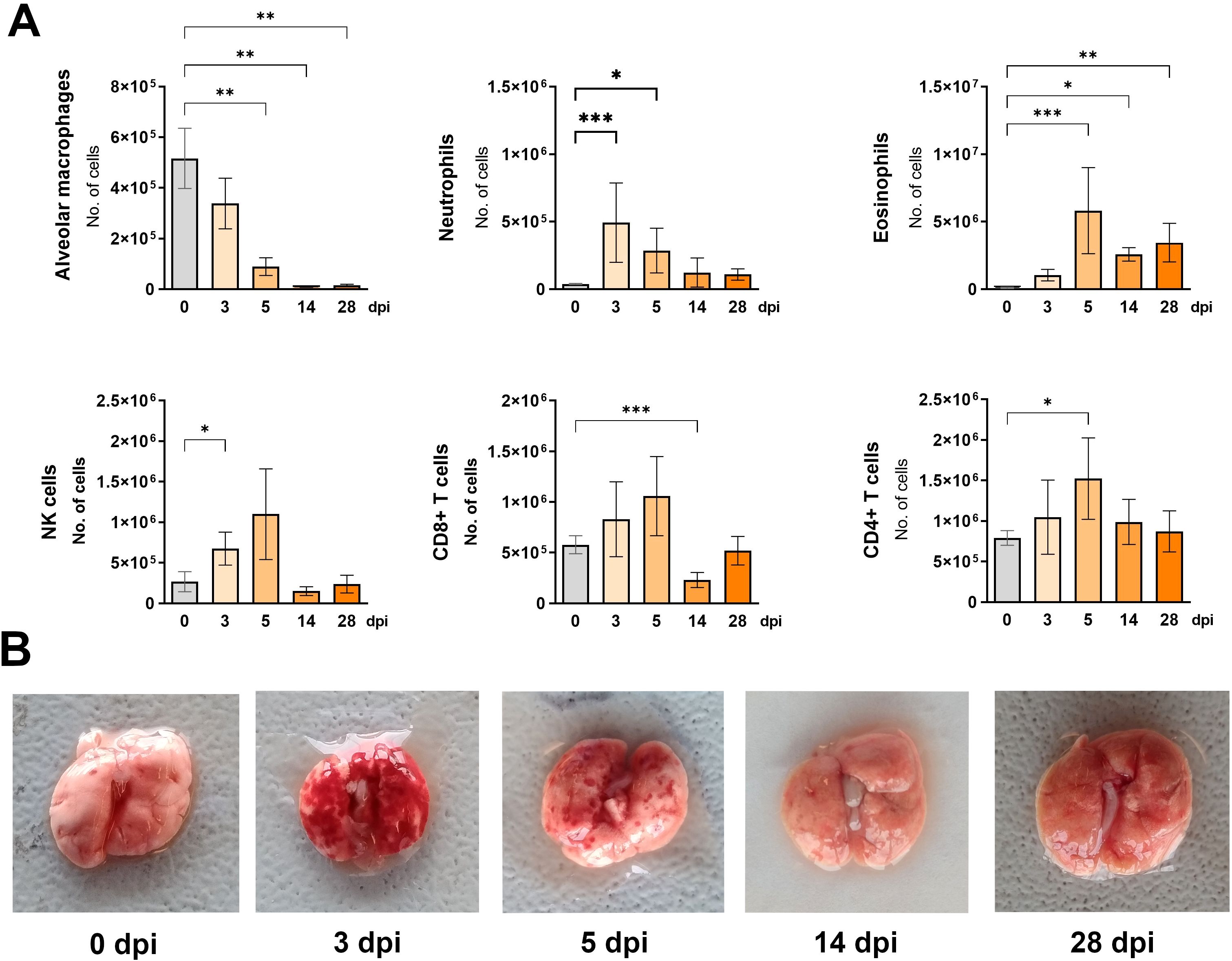 Panel A shows bar graphs depicting the number of immune cells (alveolar macrophages, neutrophils, eosinophils, NK cells, CD8+ T cells, and CD4+ T cells) at various days post-infection (0, 3, 5, 14, 28 dpi). Statistically significant differences are marked with asterisks. Panel B contains images of lungs at corresponding time points (0, 3, 5, 14, 28 dpi) showing changes in appearance over time.