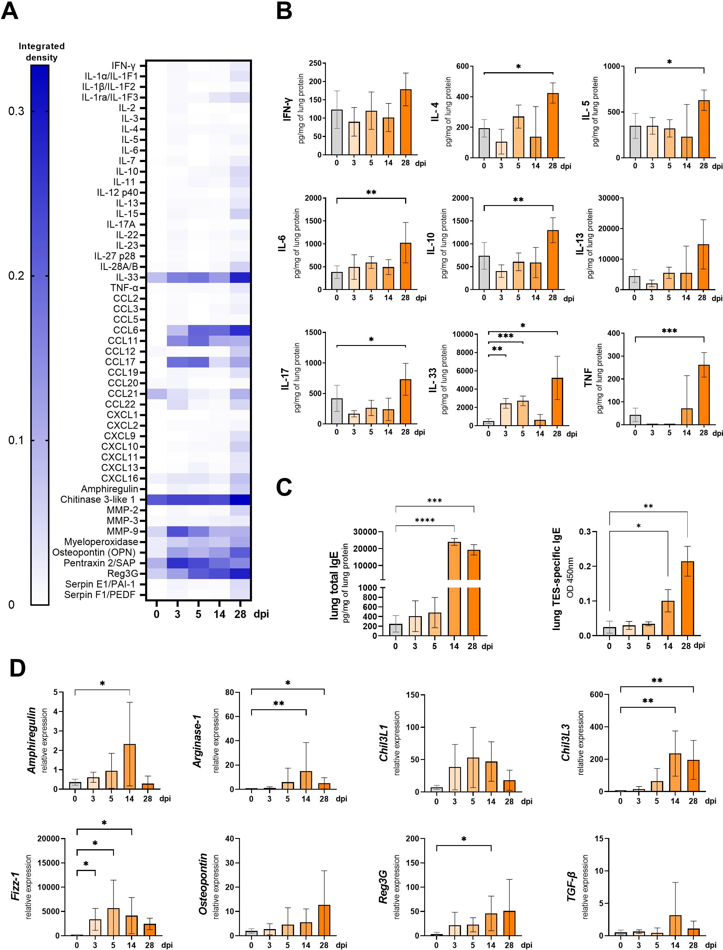 The image displays four panels (A, B, C, and D) of data visualizations related to immune response over various days post-infection (dpi). Panel A shows a heatmap with integrated density values of cytokines and chemokines. Panel B consists of bar graphs showing levels of different cytokines over time. Panel C contains bar graphs representing total lung IgE and TES-specific IgE levels. Panel D features bar graphs of gene expression levels for specific proteins. Significant differences are marked with asterisks.