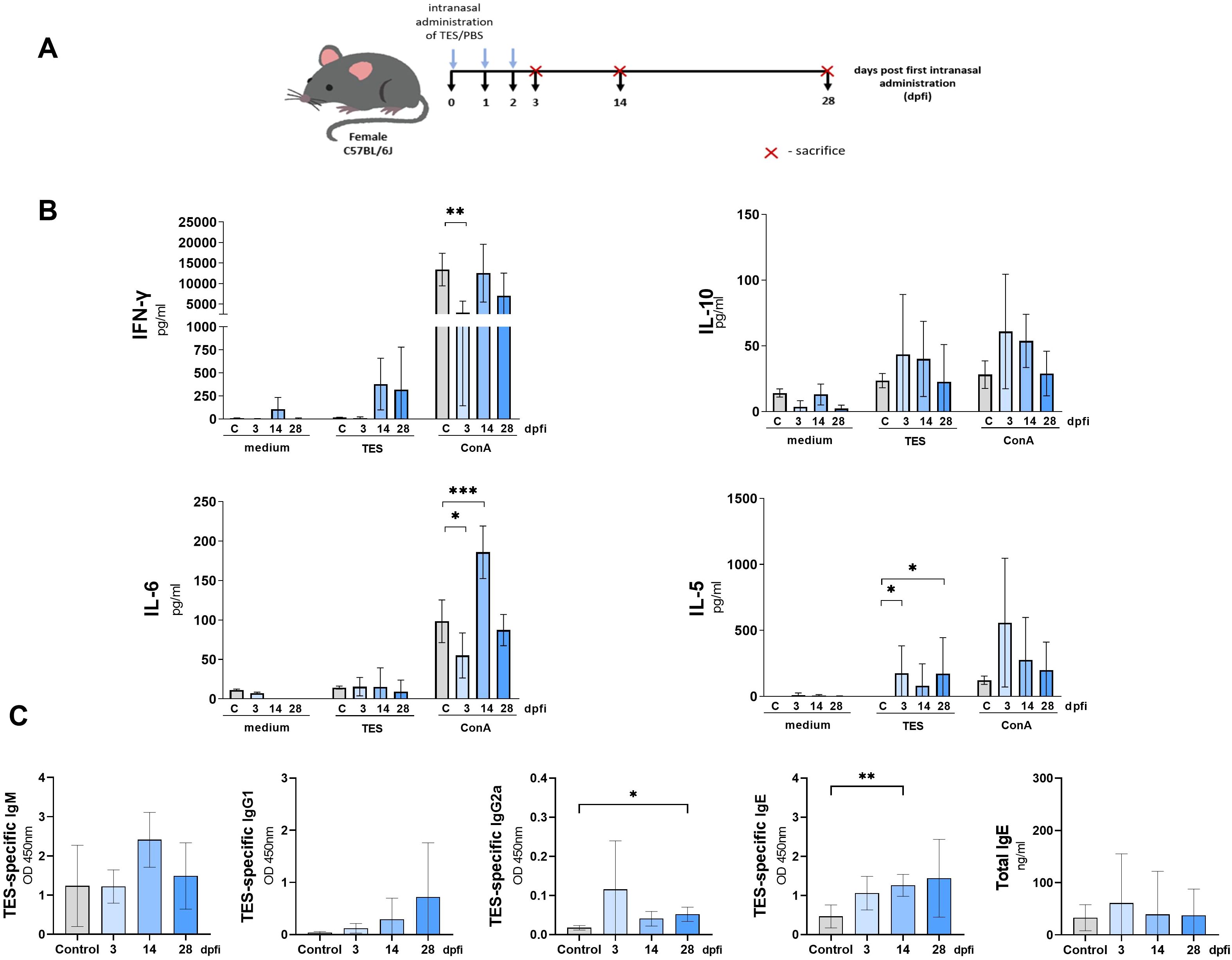 Illustration showing an experimental timeline (A) involving female C57BL/6J mice receiving intranasal administration of TES/PBS. Sacrifice points are marked at days 3, 14, and 28. Bar graphs (B) display cytokine levels (IFN-γ, IL-10, IL-6, IL-5) in different conditions (medium, TES, ConA) over time, indicating significant differences with asterisks. Additional bar graphs (C) depict TES-specific IgM, IgG1, IgG2a, and IgE levels, highlighting significant variations over time. Statistical significance is marked by one asterisk (*) for p<0.05, two asterisks (**) for p<0.01, and three asterisks (***) for p<0.001.