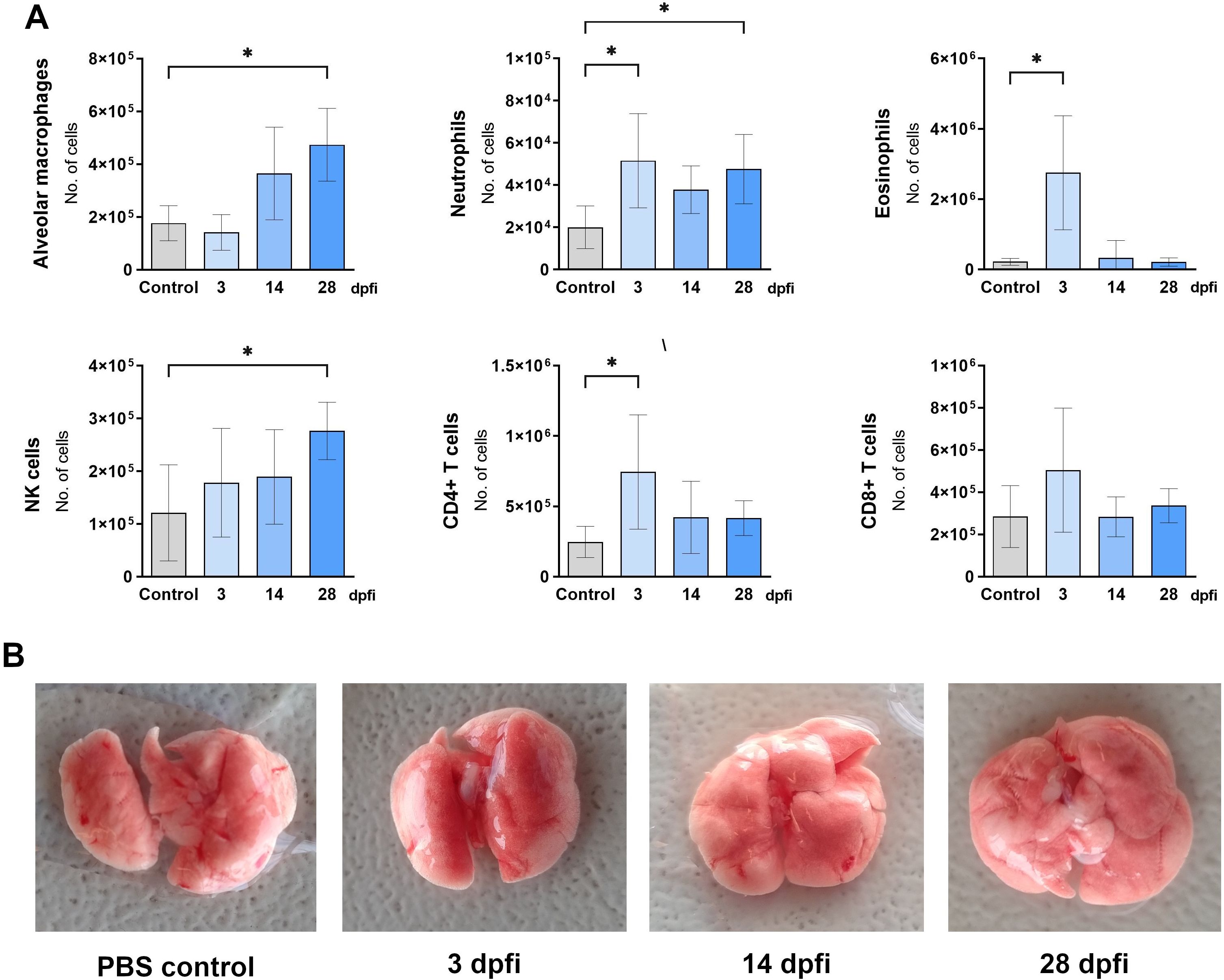 Panel A shows bar graphs representing the number of various immune cells, including alveolar macrophages, neutrophils, eosinophils, NK cells, CD4+ T cells, and CD8+ T cells, at different days post-infection (3, 14, 28 dpfi) compared to control. Statistical significance is indicated with asterisks. Panel B displays images of lung tissues under PBS control and at 3, 14, and 28 days post-infection.