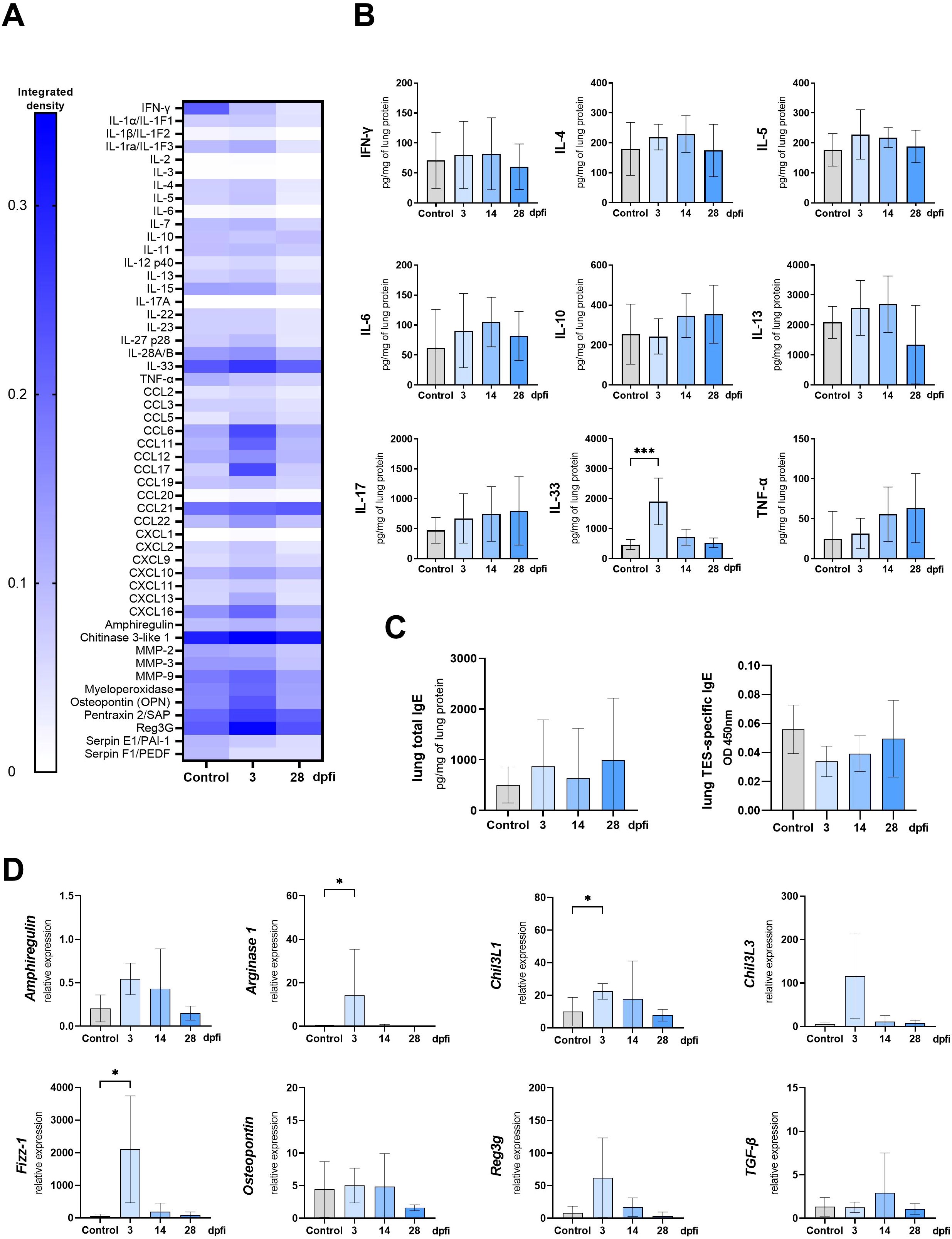 Composite image with four panels labeled A, B, C, and D. Panel A displays a heat map showing integrated density of various cytokines and chemokines, with deeper blues indicating higher values. Panel B features bar graphs illustrating levels of cytokines like IFN-γ, IL-4, IL-5, IL-6, IL-10, IL-13, IL-17, IL-33, and TNF-α over time points: control, 3, 14, and 28 days post-infection (dpi). Panel C presents bar graphs for total lung IgE and TES-specific IgE over the same time points. Panel D shows bar graphs for relative expression of Amphiregulin, Arginase 1, Chil3/1, FIZZ-1, Osteopontin, Retnla, and TGF-β3 across time points with significant differences noted.
