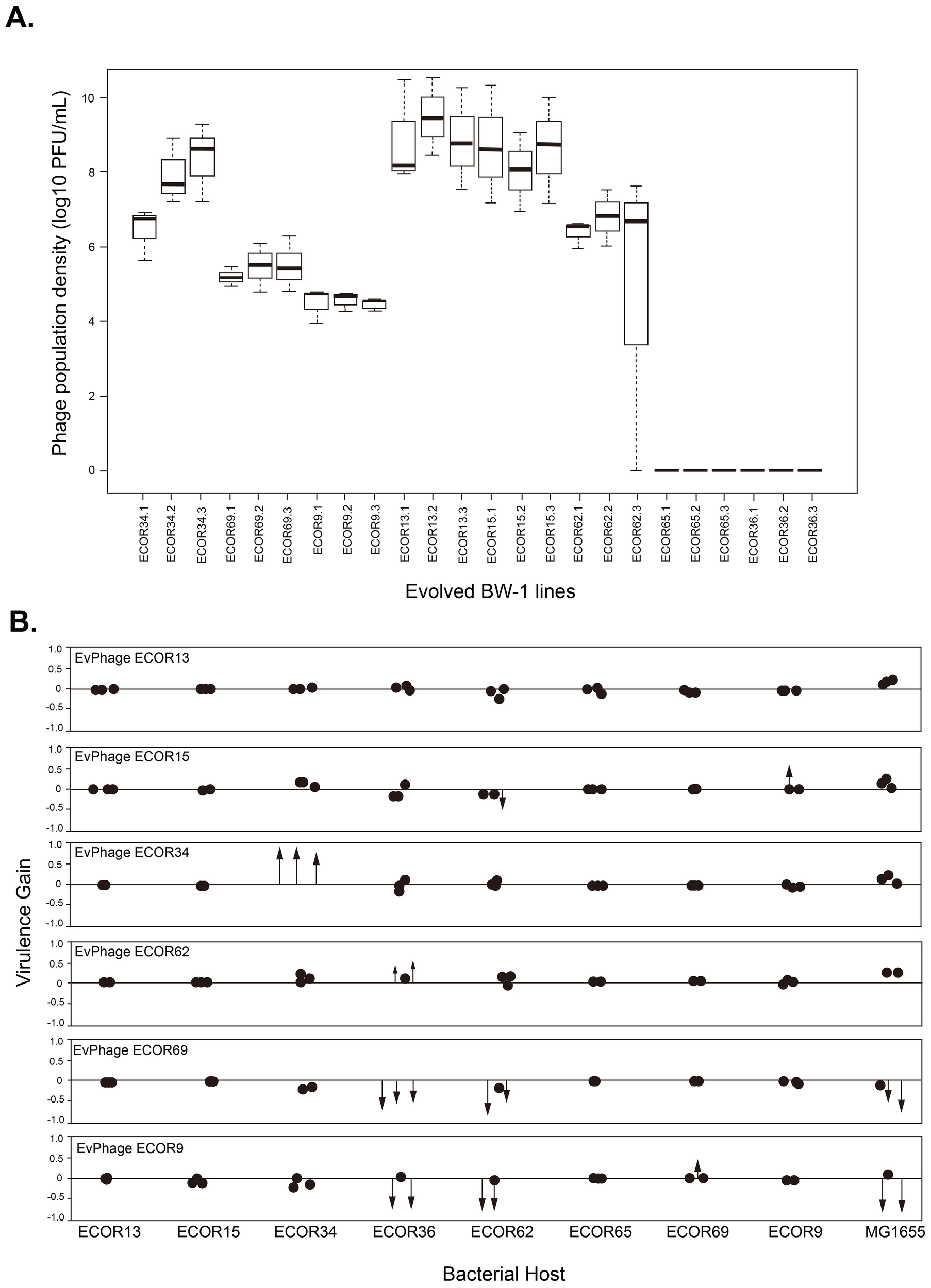 Chart A Phage population densities of evolved Escherichia phage BW-1 lines at the end of the evolution experiment (Transfer 14). The name of each evolved BW-1 line (x-axis) indicates which bacterial host was present during the evolution experiment. Replicate selection lines are differentiated with numbers (1-3), and each box shows the results of three replicate assays. Chart B displays changes in virulence after evolving bacteriophage BW-1 on different E. coli hosts. Virulence gain was estimated as the difference in Reductions in Bacterial Growth (RBG) between evolved and ancestral phage for each bacterial host.