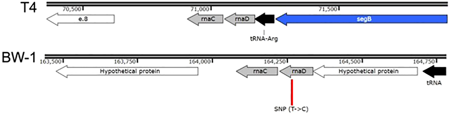 Genomic context of the convergent SNP (position 164264) found in all phage lines evolved with ECOR34. This SNP lies in a noncoding intergenic region on the reverse strand of the BW1 genome, between two hypothetical protein-coding genes. Comparative analysis reveals homology with a well-described region of phage T4.