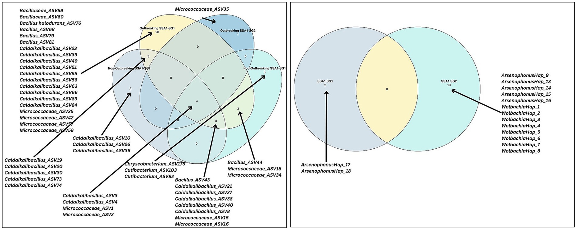 Two Venn diagrams compare microbial communities. The left diagram shows intersections of four groups: Outbreaking SSA1-SG1, Outbreaking SSA1-SG2, Non-Outbreaking SSA1-SG1, and Non-Outbreaking SSA1-SG2, with microbial names and numbers indicating shared and unique communities. The right diagram shows intersecting circles for SSA1-SG1 and SSA1-SG2, listing Arsenophonus and Wolbachia haplotypes. Arrows indicate specific microbes associated with each group.