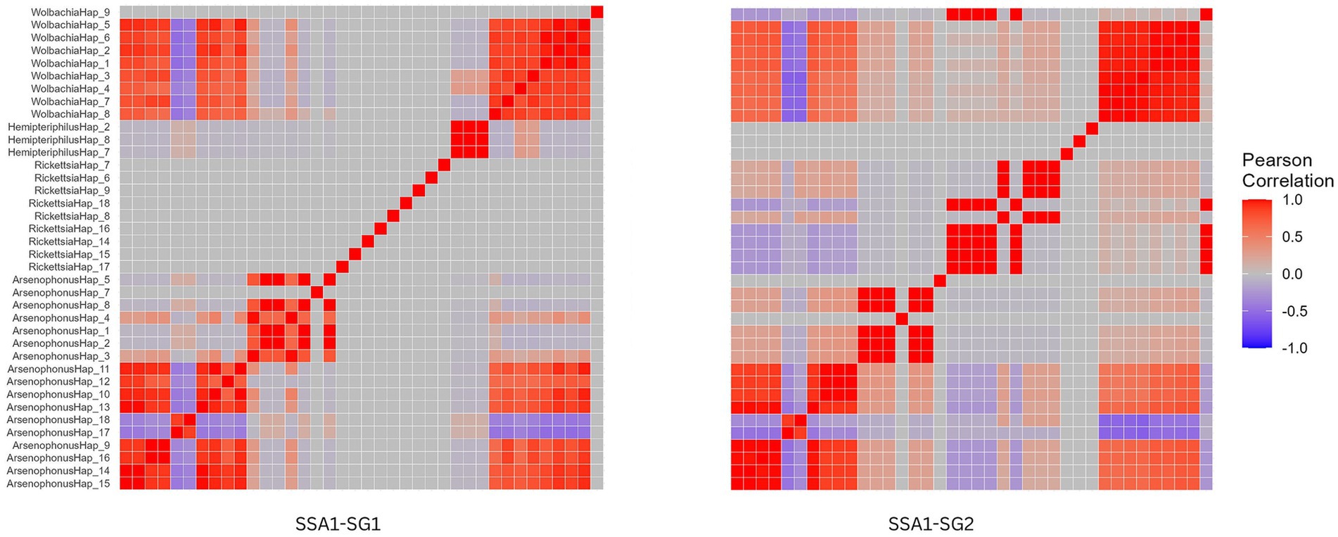 Two heatmaps comparing Pearson correlations among haplotypes. The left map labeled SSA1-SG1 shows red, purple, and gray grid colors indicating varying correlation levels. The right map labeled SSA1-SG2 presents a similar pattern, with colors corresponding to the correlation key, ranging from -1.0 (blue) to 1.0 (red) on the right.