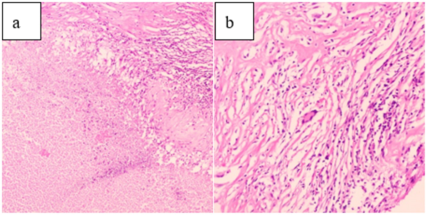 Histological images labeled