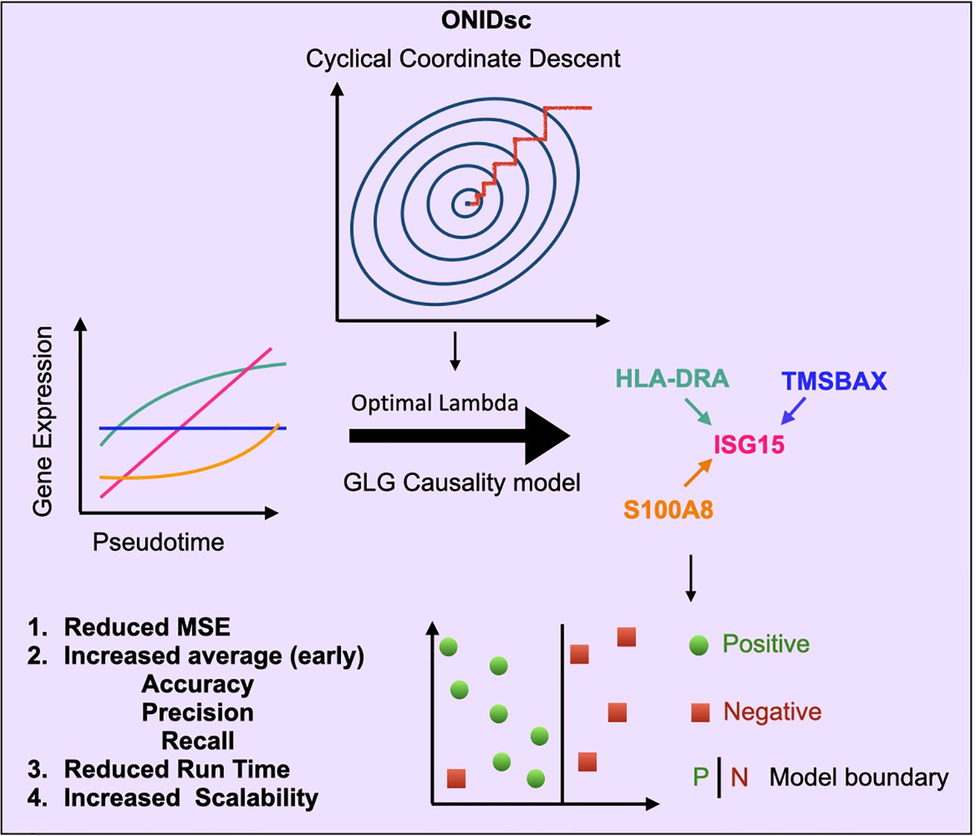 Diagram explaining the ONIDsc model using cyclical coordinate descent. Top right shows a spiral convergence pattern, leading to “Optimal Lambda” and the GLG Causality model. Various colored genes (HLA-DRA, TMSBAX, ISG15, S100A8) are indicated. Graphs show gene expression versus pseudotime, and a scatter plot illustrates model boundaries with positive and negative outcomes. Listed benefits include reduced mean squared error, improved accuracy, precision, recall, reduced runtime, and increased scalability.