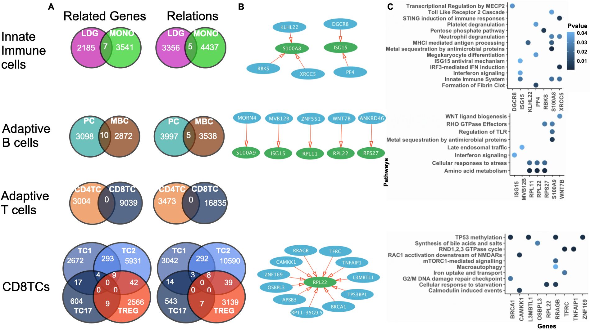 Venn diagrams and network graphs illustrate gene relationships in immune cell types, including innate immune cells, adaptive B cells, adaptive T cells, and CD8+ T cells. Section A shows overlaps of related genes and relations, B depicts pathways with gene interactions, and C presents pathway enrichment with p-values ranging from 0.01 to 0.04.