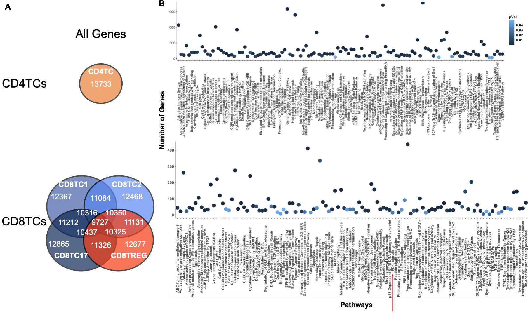 A diagram and scatter plot illustrating gene distribution in T cells. Panel A shows a Venn diagram highlighting gene counts in CD4 and CD8 T cell subsets, with intersecting regions representing shared genes. Panel B is a scatter plot displaying the number of genes along various pathways, with dot colors indicating p-values. The pathways are listed on the x-axis, while the number of genes is on the y-axis.