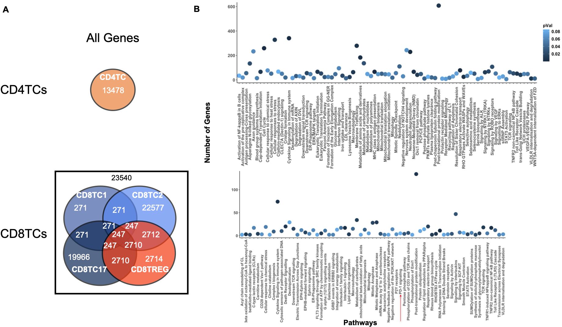 Diagram A shows gene distribution with a circle for CD4TCs containing 13,478 genes and a Venn diagram for CD8TCs. CD8TC1 and CD8TC2 share 271 genes, intersecting with CD8TREG (247) and CD8TC17 (2710). Diagram B is a scatter plot displaying the number of genes versus pathways, with dot colors indicating p-values. Pathways are labeled along the horizontal axis.