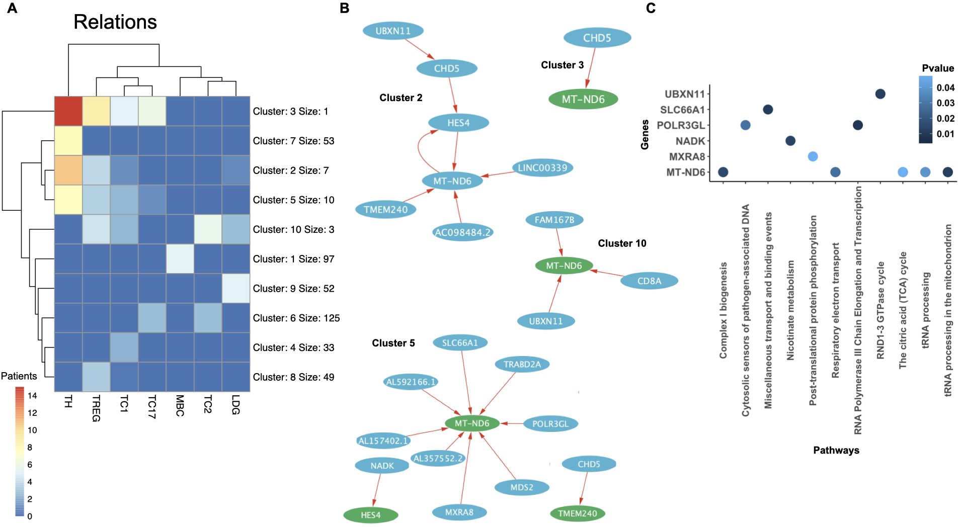 A composite image with three sections: A) A heatmap illustrating relations between patients with clusters of varying sizes. B) A network diagram showing gene clusters with connections between genes like MT-ND6, CHD5, and UBXN11. C) A dot plot presenting genes and their associated pathways with p-values, indicating gene-pathway interactions.