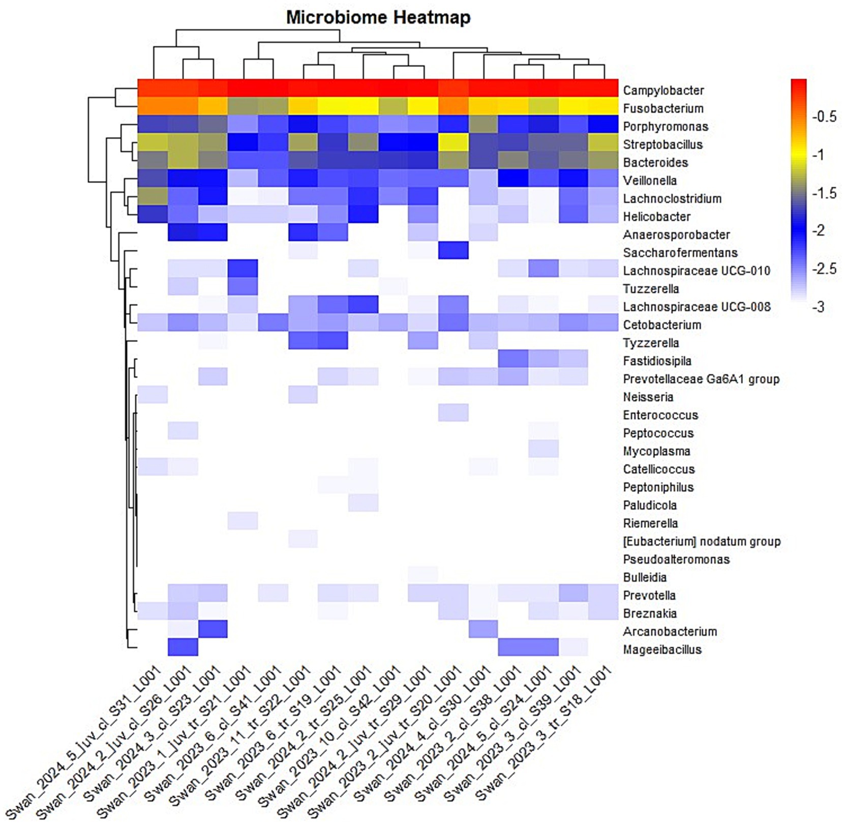 Microbiome heatmap showing bacterial abundance. Rows represent bacterial genera, including Campylobacter and Fusobacterium. Columns represent samples labeled