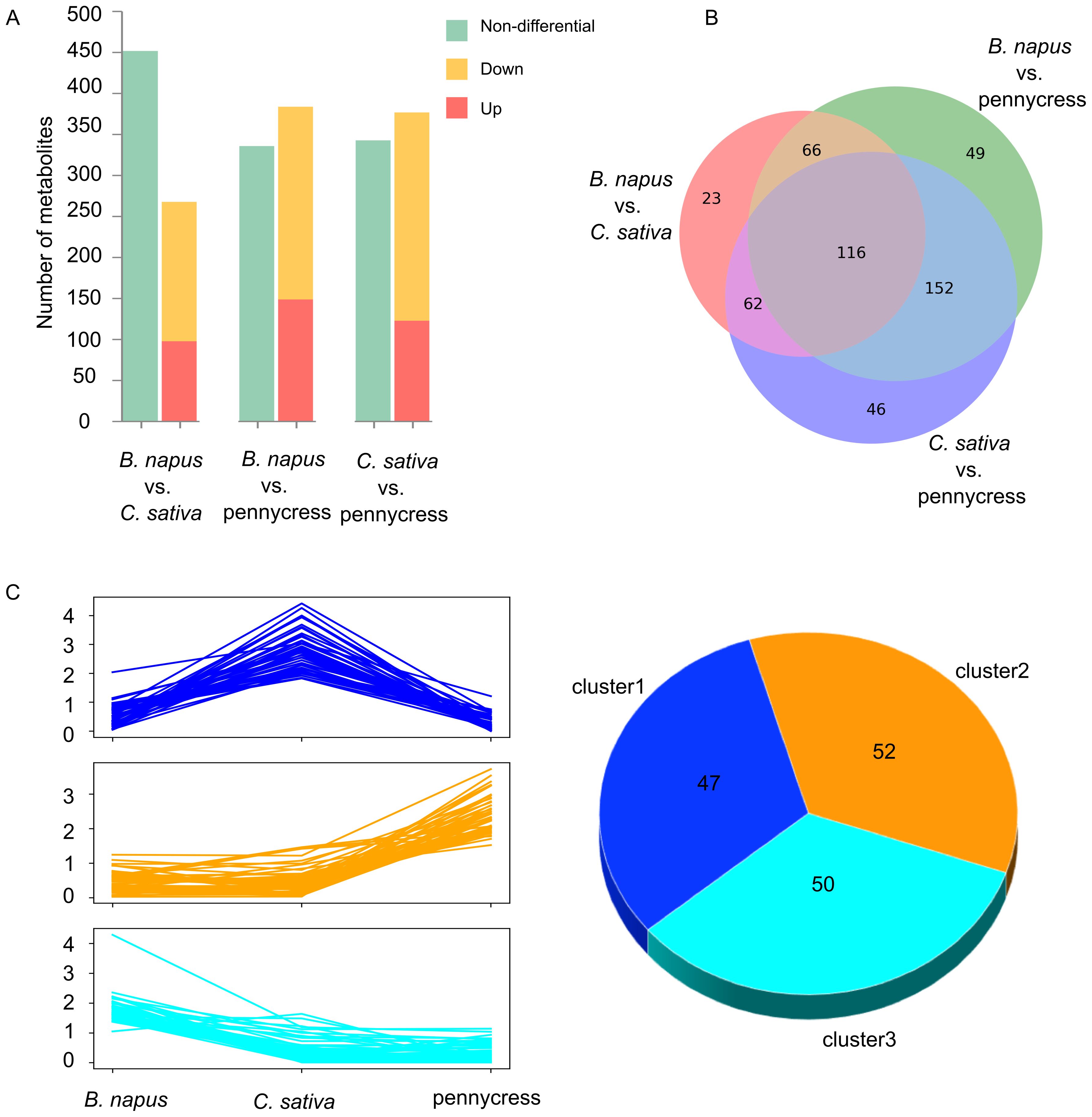 Panel A shows a bar graph comparing the number of metabolites in B. napus vs. C. sativa, B. napus vs. pennycress, and C. sativa vs. pennycress, categorized as non-differential, down, or up. Panel B is a Venn diagram displaying shared metabolites among B. napus, C. sativa, and pennycress. Panel C features line graphs of normalized metabolite concentration patterns for each species and a pie chart illustrating the distribution across three clusters.