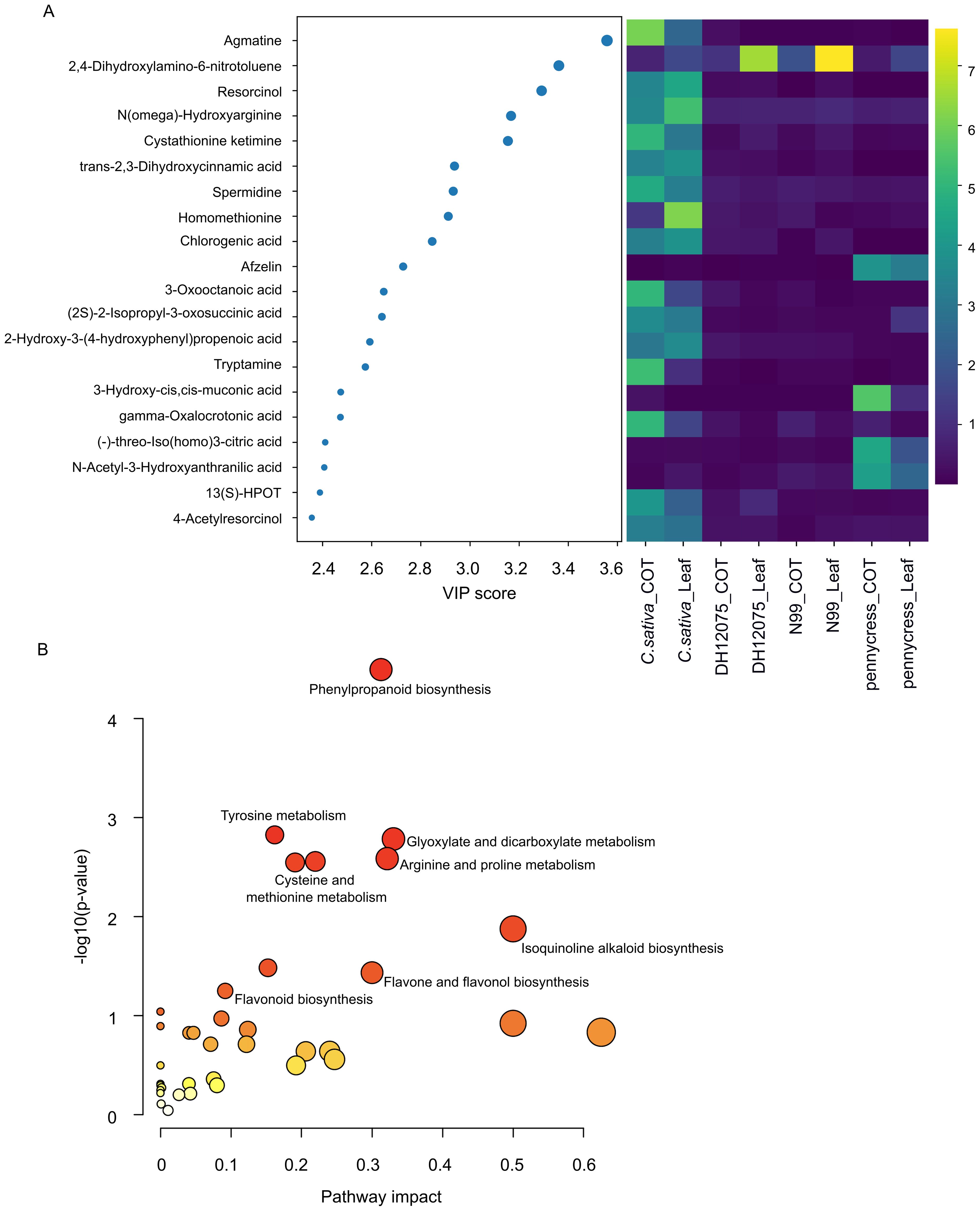 Panel A shows a scatter plot and heatmap. The scatter plot lists metabolites with their VIP scores, indicating their importance. The heatmap displays metabolite abundance across different samples with a color gradient from purple (low abundance) to yellow (high abundance). Panel B is a bubble chart showing metabolic pathways. The x-axis represents pathway impact, and the y-axis shows the negative logarithm of the p-value, indicating statistical significance. Bubble size represents the impact, with labeled pathways like phenylpropanoid and tyrosine metabolism.