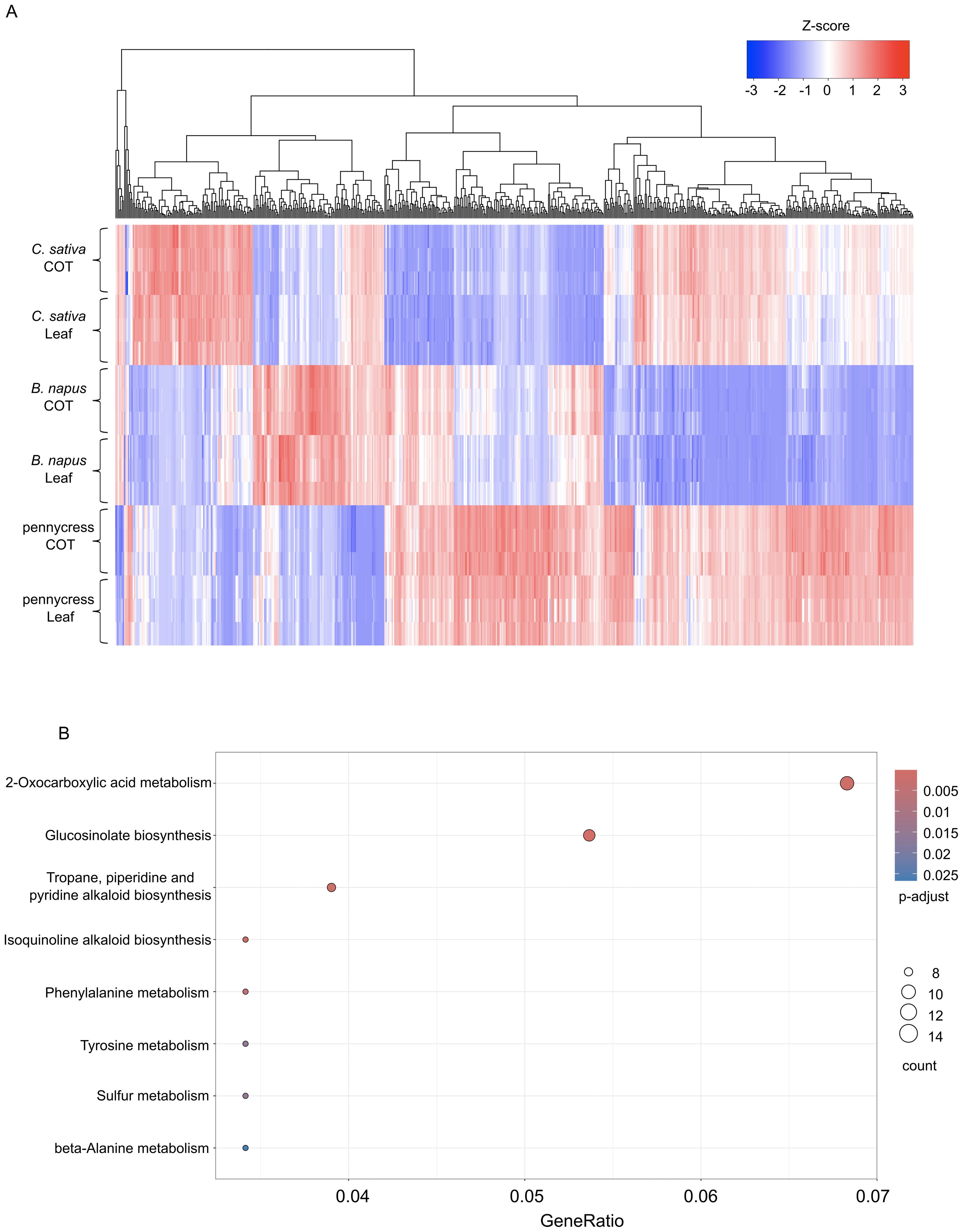 A two-part visual analysis of gene expression and metabolic pathways. Panel A features a heatmap with hierarchical clustering, displaying gene expression levels across plant species and tissue types, with a gradient from blue (low expression) to red (high expression). Panel B shows a scatter plot of metabolic pathways based on gene ratios, highlighting pathways like glucosinolate biosynthesis, with varying circle sizes indicating count and color representing p-adjust values.