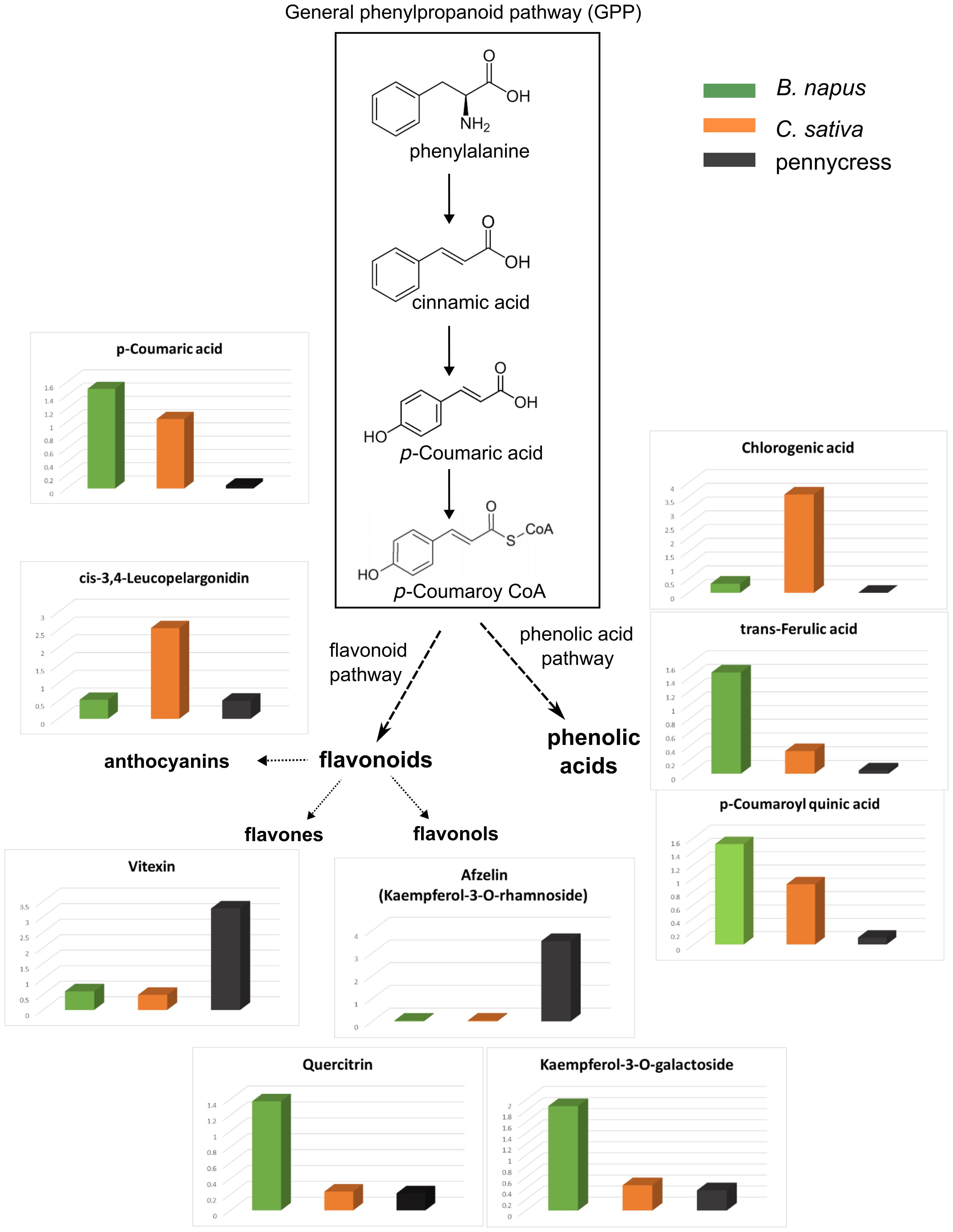 Diagram of the general phenylpropanoid pathway (GPP) showing conversions from phenylalanine to p-coumaroyl CoA. It branches into flavonoid and phenolic acid pathways. Bar graphs display the concentrations of various compounds, including p-coumaric acid, chlorogenic acid, and others across three plants: *B. napus* (green), *C. sativa* (orange), and pennycress (black).