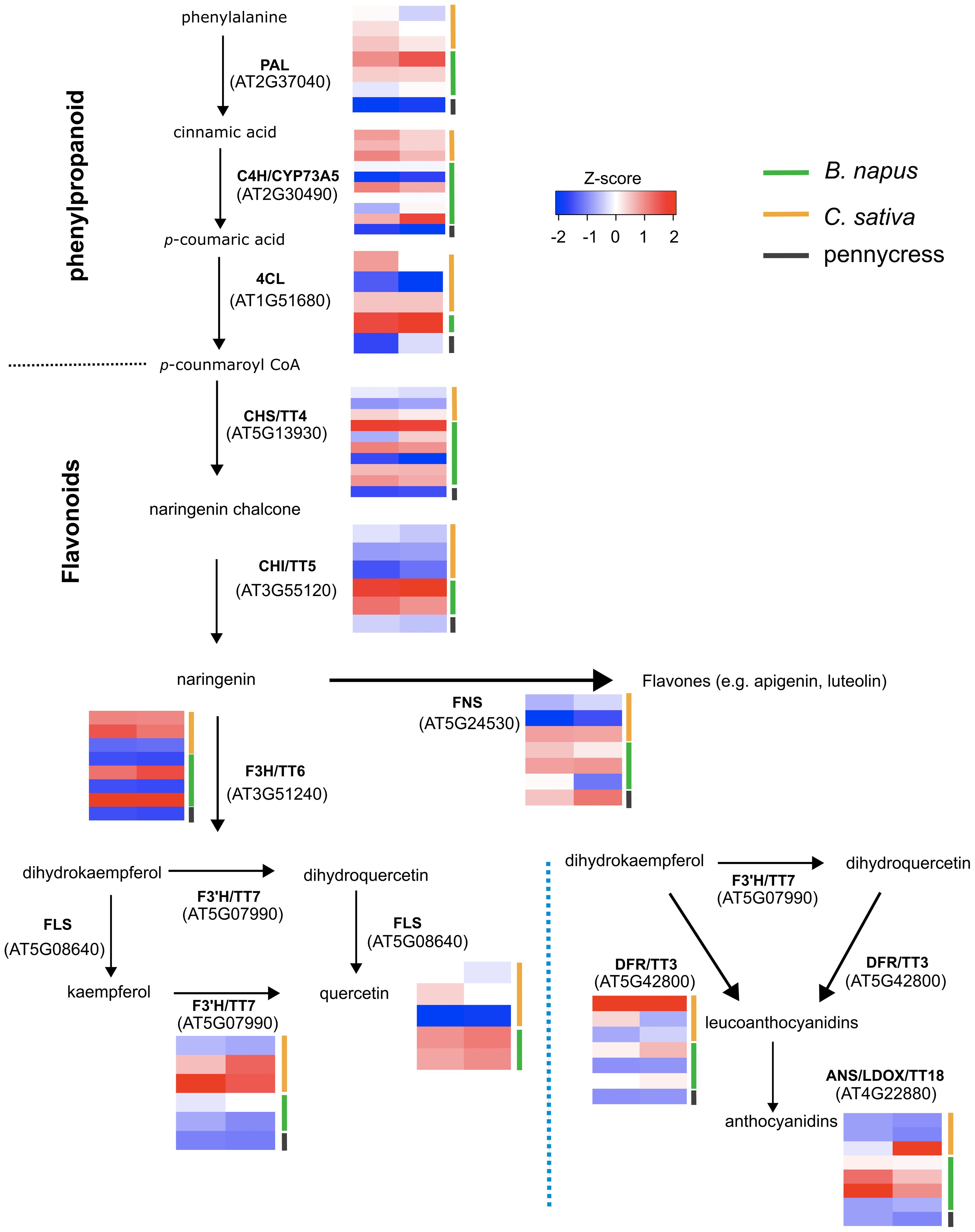 Diagram of metabolic pathways for phenylpropanoid and flavonoid biosynthesis, showing enzymes and heat maps of gene expression data for three plant species: B. napus (green), C. sativa (orange), and pennycress (black). The heat maps display Z-scores ranging from -2 to 2, indicating the level of gene expression. Pathway intermediates include phenylalanine, cinnamic acid, and flavonoids like naringenin, leading to products such as kaempferol and anthocyanidins.