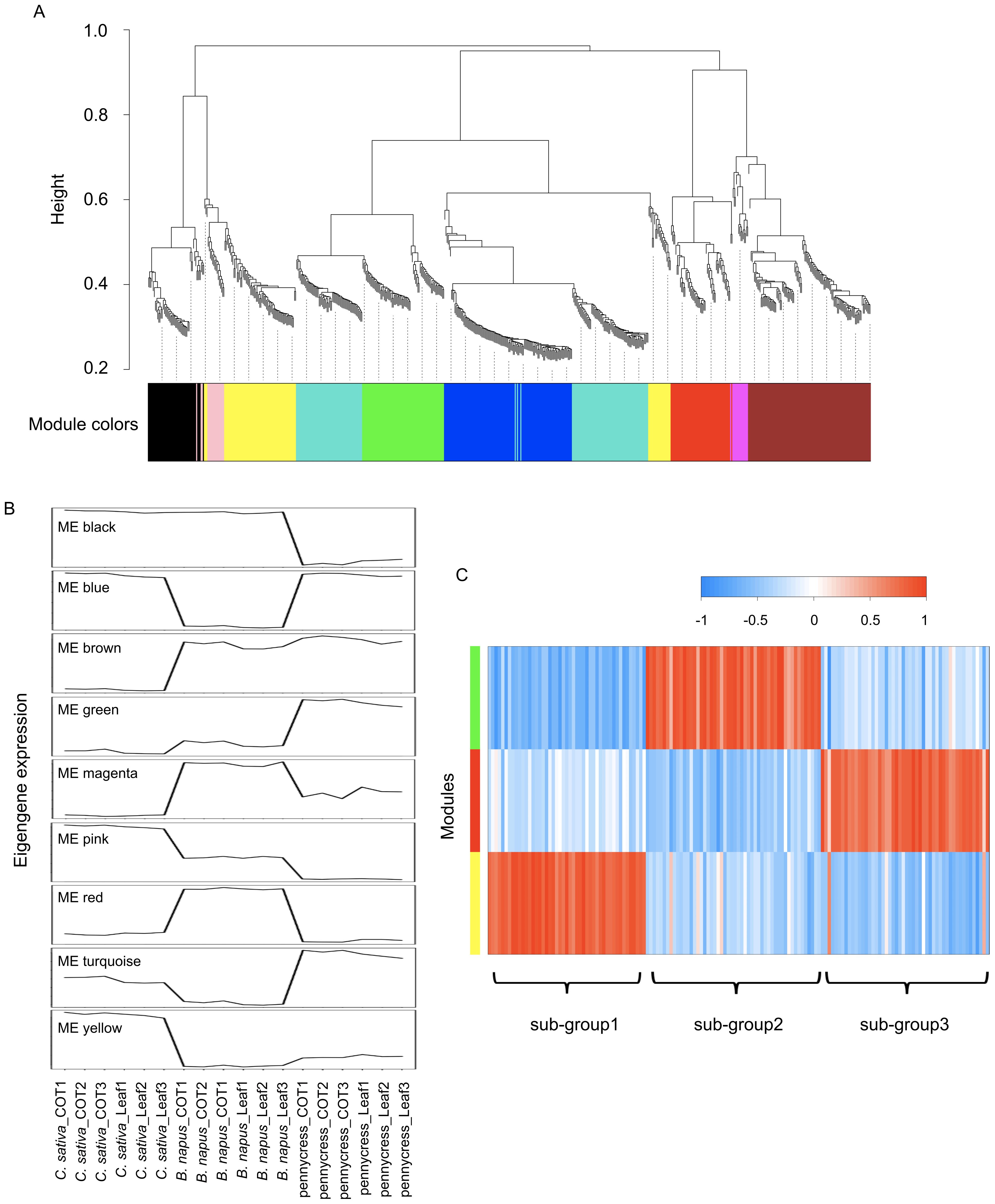 Clustering dendrogram and module colors (A), eigengene expression profiles across modules (B), and a heatmap showing module-trait relationships (C). Dendrogram groups in distinct colored modules. Eigengene expressions show module trends. Heatmap uses colors to indicate module associations with sub-groups, with a color gradient from blue to red indicating correlation strength.