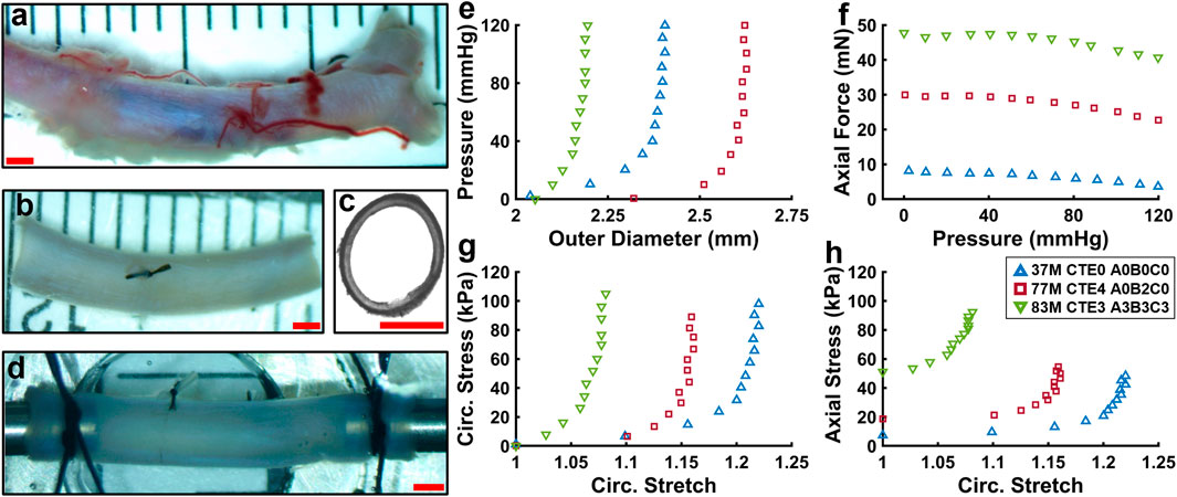 Panel of images and graphs analyzing synthetic or biological samples under various conditions. (a) Single sample prior to processing with blood and superficial tissue present. (b) Single sample after processing with side branch tied off. (c) Cross-sectional view of a sample. (d) Sample mounted in testing setup. (e-h) Graphs displaying pressure, force, stress, and stretch data with different colored markers representing varied conditions. Graphs have axes labeled with units: outer diameter, pressure in millimeters of mercury, axial force in millinewtons, circumferential stress and axial stress in kilopascals, and circumferential stretch.
