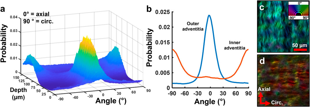 (a) A 3D plot showing probability distribution against angle and depth, with peaks indicating regions of interest. (b) A graph depicting probability curves for outer and inner adventitia, with blue and orange lines respectively. (c) A microscopic image of a tissue section with a scale bar of 50 micrometers, showing multicolored patterns. (d) Another microscopic image displaying axial and circumferential orientations with colorful patterns. Colors indicate fiber orientations.