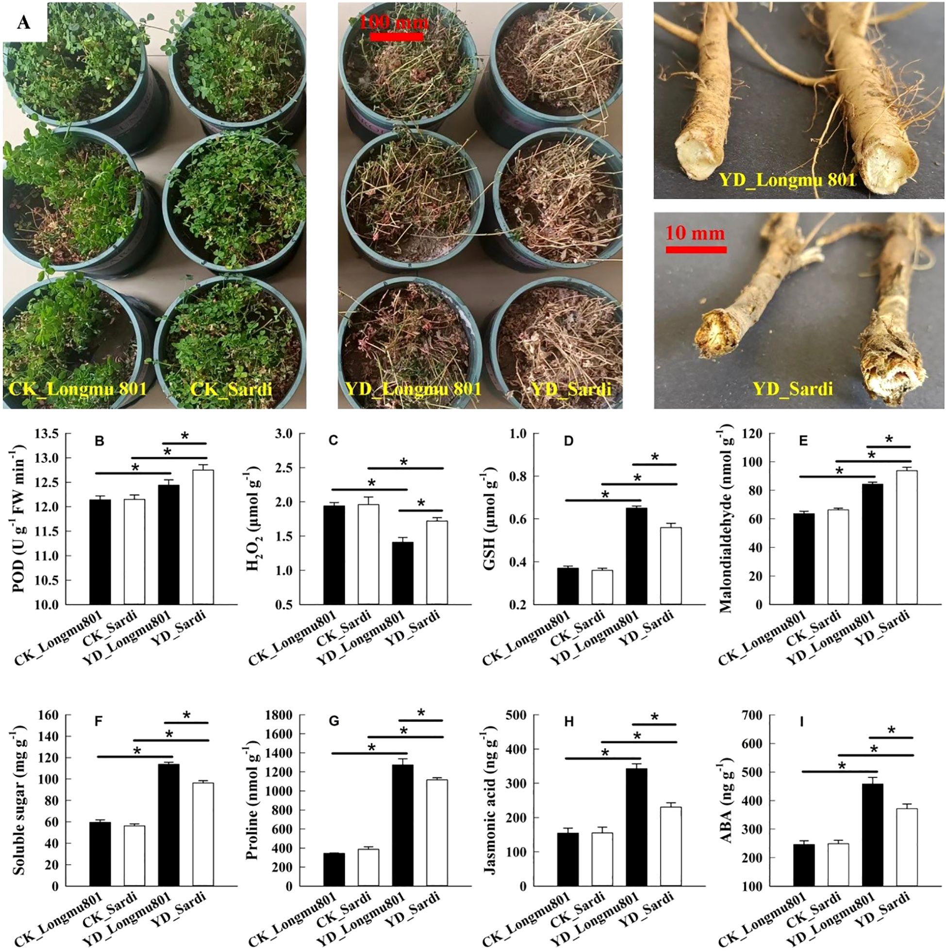 Comparison of plant growth and corresponding biochemical data. Top left shows healthy plants of CK_Longmu 801 and CK_Sardi. Top middle shows affected plants labeled YD_Longmu 801 and YD_Sardi. Top right shows the roots of YD_Longmu 801 and YD_Sardi with a scale. Graphs labeled B to I display various biochemical measurements: POD, hydrogen peroxide, GSH, malondialdehyde, soluble sugar, proline, jasmonic acid, and ABA levels. Bars indicate significant differences.
