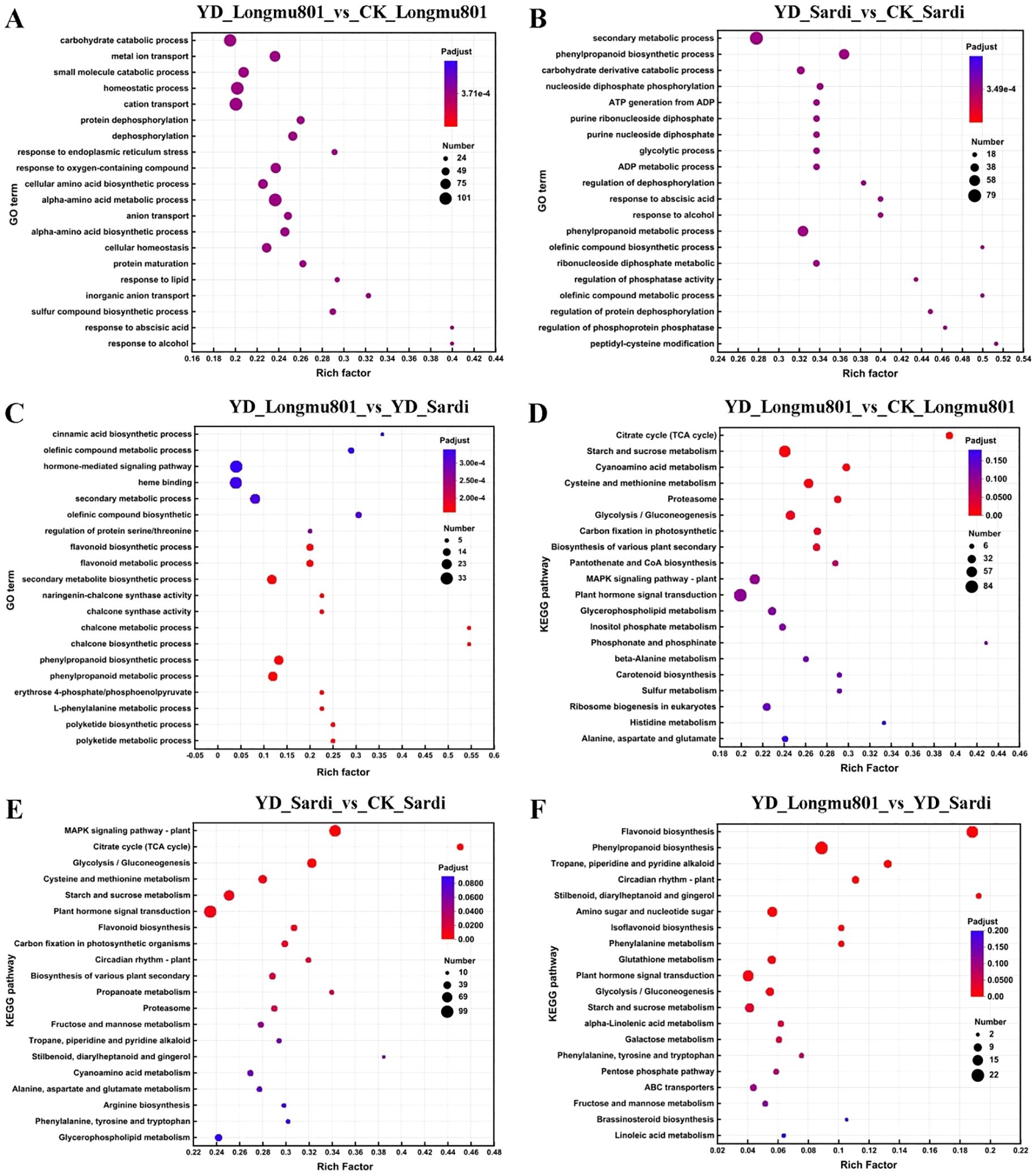 Six dot plots depicting gene ontology (GO) terms and KEGG pathways for various comparisons: A) YD_Longmu801 vs. CK_Longmu801, B) YD_Sardi vs. CK_Sardi, C) YD_Longmu801 vs. YD_Sardi, D) KEGG pathways for YD_Longmu801 vs. CK_Longmu801, E) KEGG pathways for YD_Sardi vs. CK_Sardi, and F) KEGG pathways for YD_Longmu801 vs. YD_Sardi. Each plot illustrates Rich Factor on the x-axis, with specific functions or pathways listed on the y-axis. Dot size indicates term count, and color intensity reflects Padj values.