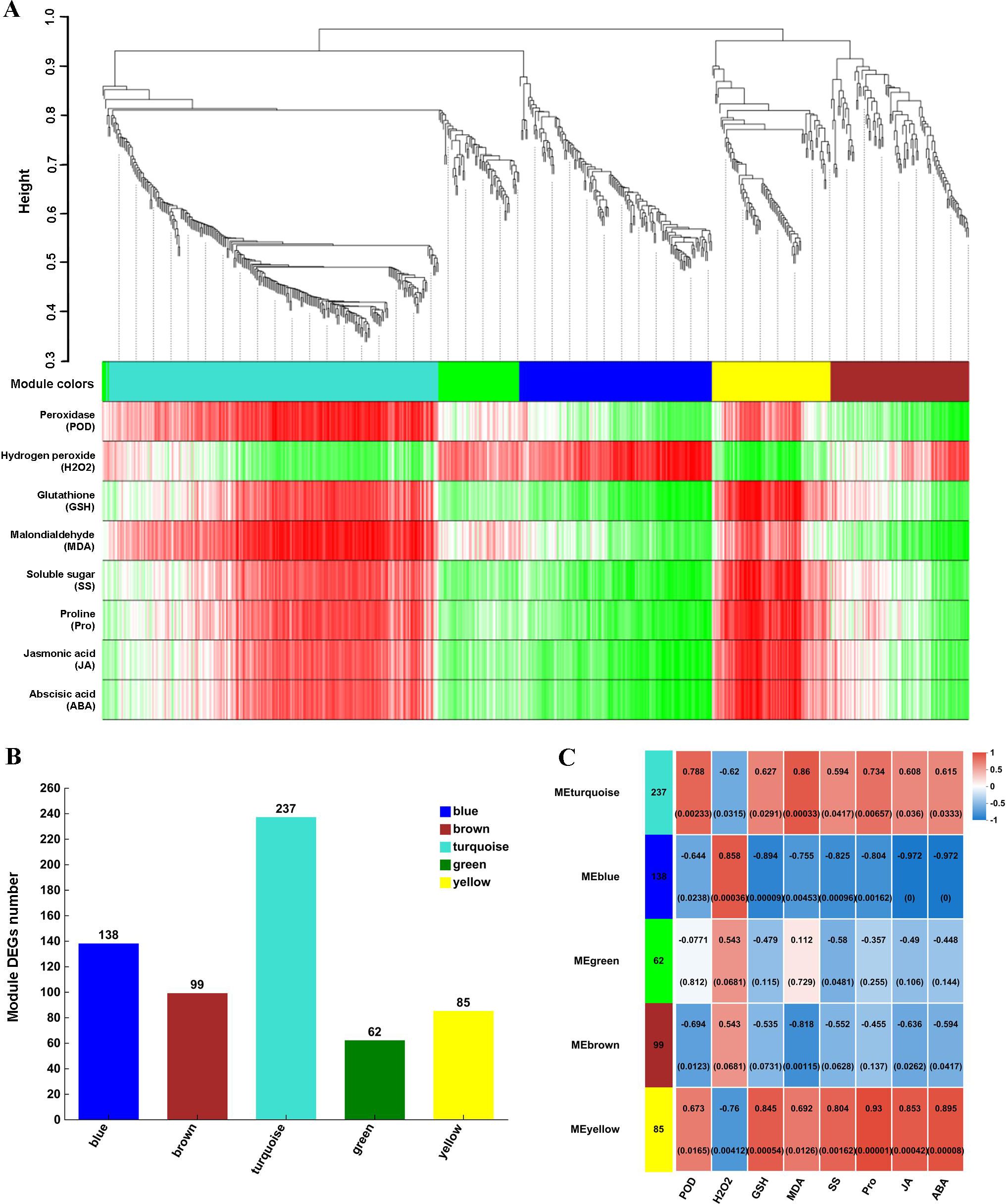 Image consists of three panels: A) A hierarchical clustering dendrogram with colored module divisions and associated heat map showing variable expression levels (red to green) for several biochemical markers. B) A bar chart displaying member count across five color-coded modules: turquoise (237), blue (138), brown (99), yellow (85), and green (62). C) A correlation heatmap with module colors on the y-axis and biochemical parameters on the x-axis, showing correlation values ranging from -1 to 1 with an associated color gradient.