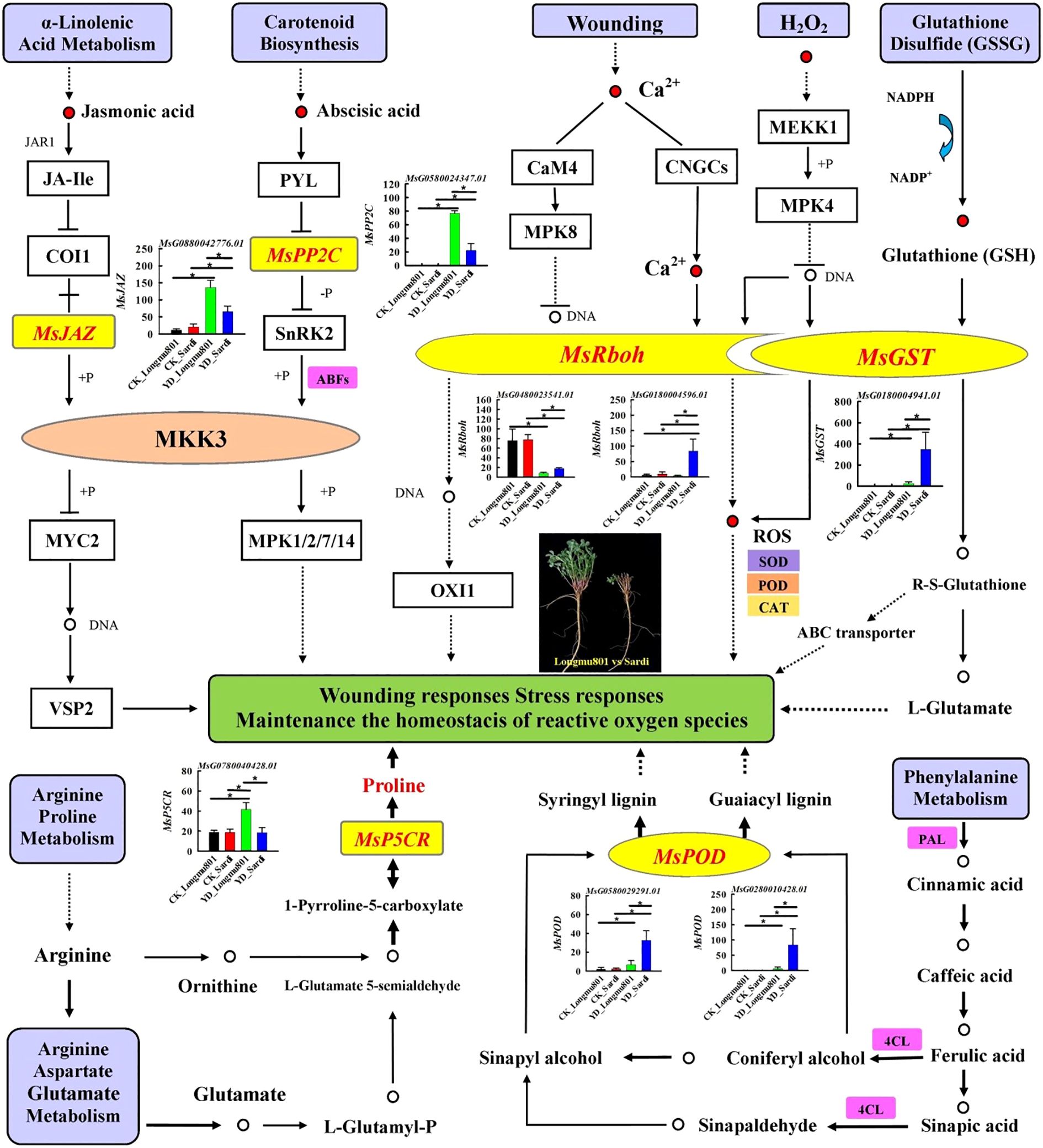 Diagram illustrating biochemical pathways and stress responses in plants. Pathways include plant hormone signal transduction, glutathione metabolism, MAPK signaling pathway, arginine and proline metabolism, and phenylpropanoid biosynthesis. The image features flowcharts connecting compounds like jasmonic acid, abscisic acid, and reactive oxygen species, with enzymes such as MsRboh, MsGST, and MsPOD. Graphs depict gene expression levels under different conditions. Central themes include wounding responses, stress adaptation, and homeostasis of reactive oxygen species in plants. An inset displays a plant of species “Leguminosae.