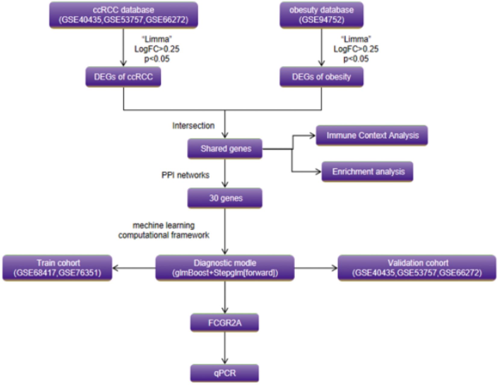 Flowchart illustrating a research framework. It begins with ccRCC and obesity databases, identifying differentially expressed genes (DEGs). DEGs intersect to find shared genes, analyzed for immune context and enrichment. Protein-protein interaction (PPI) networks identify 30 genes. These genes are used in a machine learning framework, forming a diagnostic model using glmBoost and Stepglm. The model is validated with a train cohort and a validation cohort. Key elements include FCGR2A and qPCR. The process connects databases, gene intersections, computational analysis, and validation.