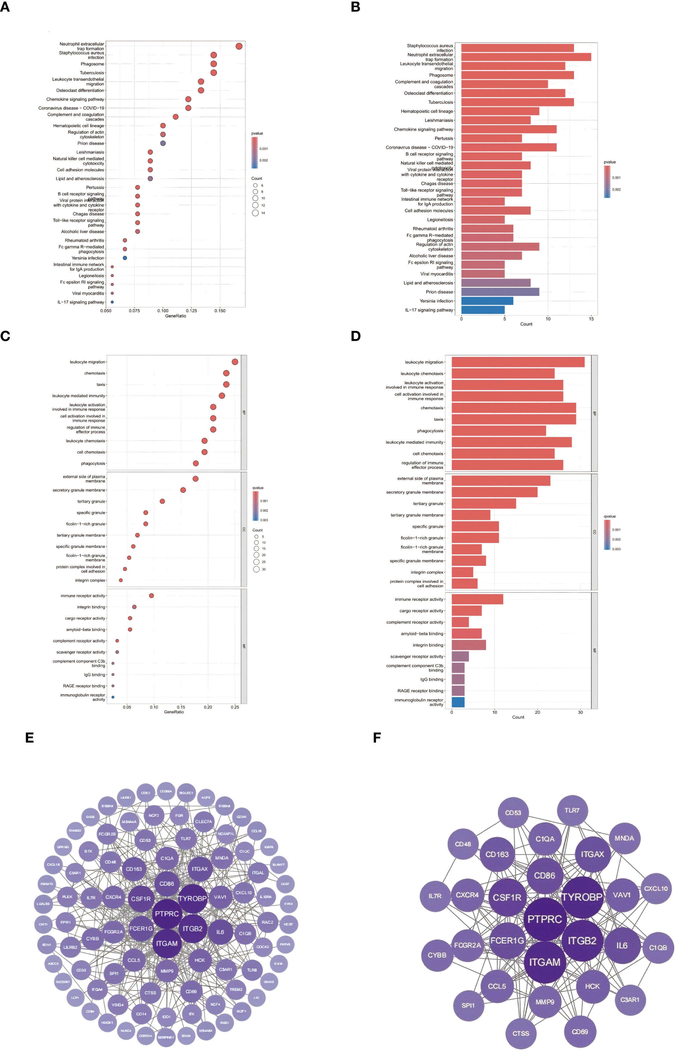 Six-panel image summarizing bioinformatics data. A: Dot plot showing various biological pathways related to gene ratios and significance, using color to represent p-values and size for count. B: Bar chart listing pathways with counts, showing upregulated genes, colored by significance. C: Multi-section dot plot displaying gene activities and functions, with gene ratios and significant values highlighted. D: Bar chart of gene functions, showing counts and significance using color gradients. E: Network diagram with interconnected proteins, highlighting central proteins in darker shades. F: Smaller network diagram focusing on specific proteins with highlighted interactions.