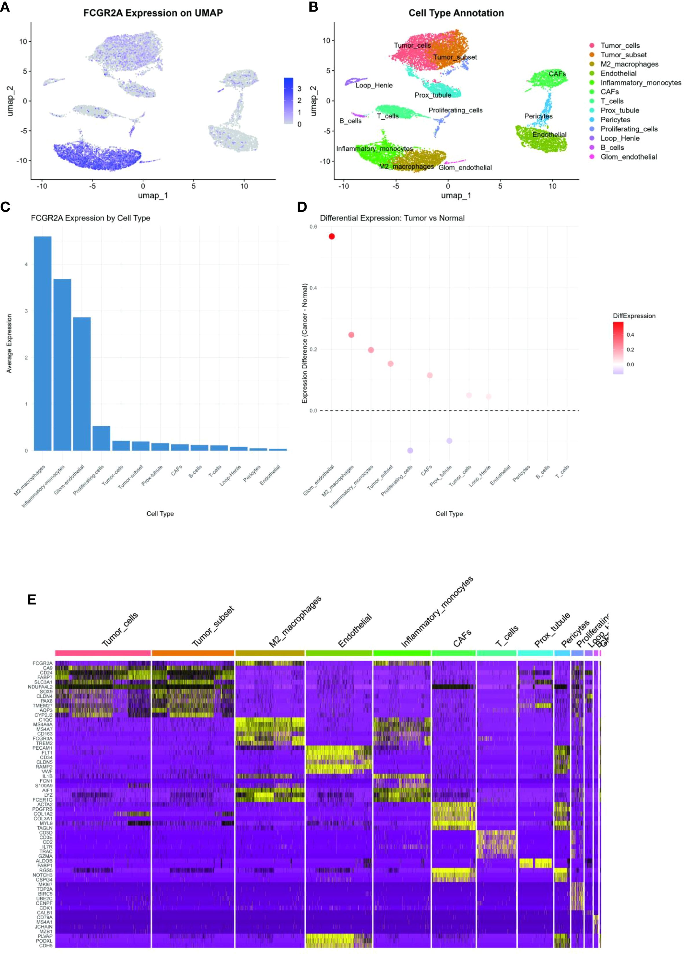 Panel A shows a UMAP plot of FCGR2A expression, using a color gradient from light to dark blue indicating expression levels. Panel B presents a UMAP plot with cell type annotations, each type in distinct colors, like pink for tumor cells and green for endothelial. Panel C is a bar graph depicting average FCGR2A expression across various cell types, with M2 macrophages showing the highest expression. Panel D is a dot plot showing differential expression between tumor and normal cells, marked by size and shade of red. Panel E is a heatmap displaying gene expression across different cell types, with varying color intensities.