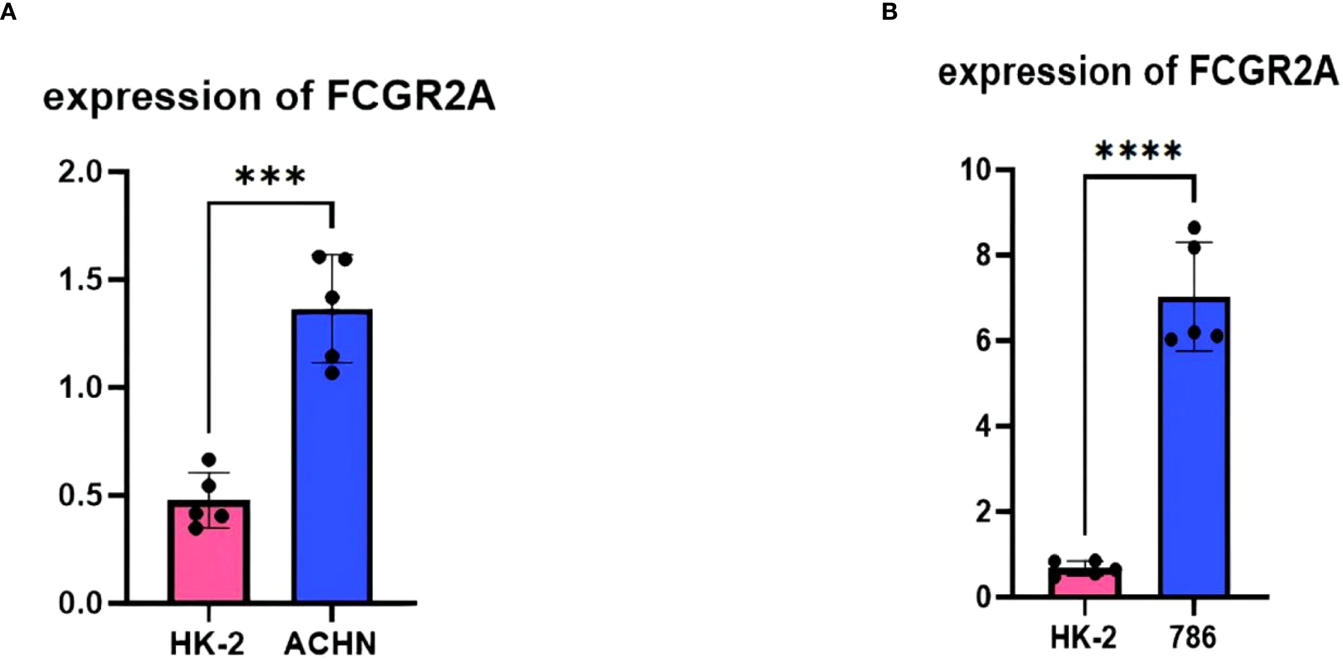 Bar graphs comparing FCGR2A expression. Panel A shows expression in HK-2 and ACHN cell lines, with ACHN significantly higher. Panel B shows expression in HK-2 and 786 cells, with 786 significantly higher. Both graphs indicate statistical significance with asterisks.