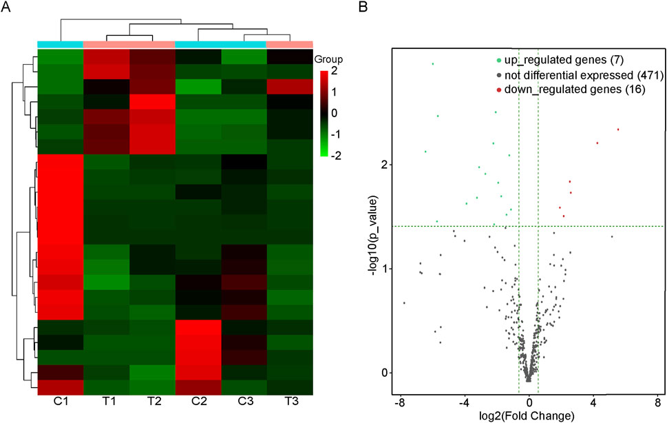 Panel A shows a heatmap of gene expression with color coding indicating upregulation in red and downregulation in green across different samples. Panel B is a volcano plot displaying gene expression changes, with upregulated genes in green, downregulated genes in red, and non-differentially expressed genes in gray.